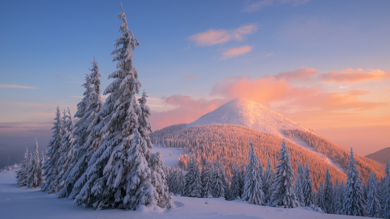 Schneebedeckte Kiefern Und Berge Tagsüber. Wallpaper in 1280x720 Resolution