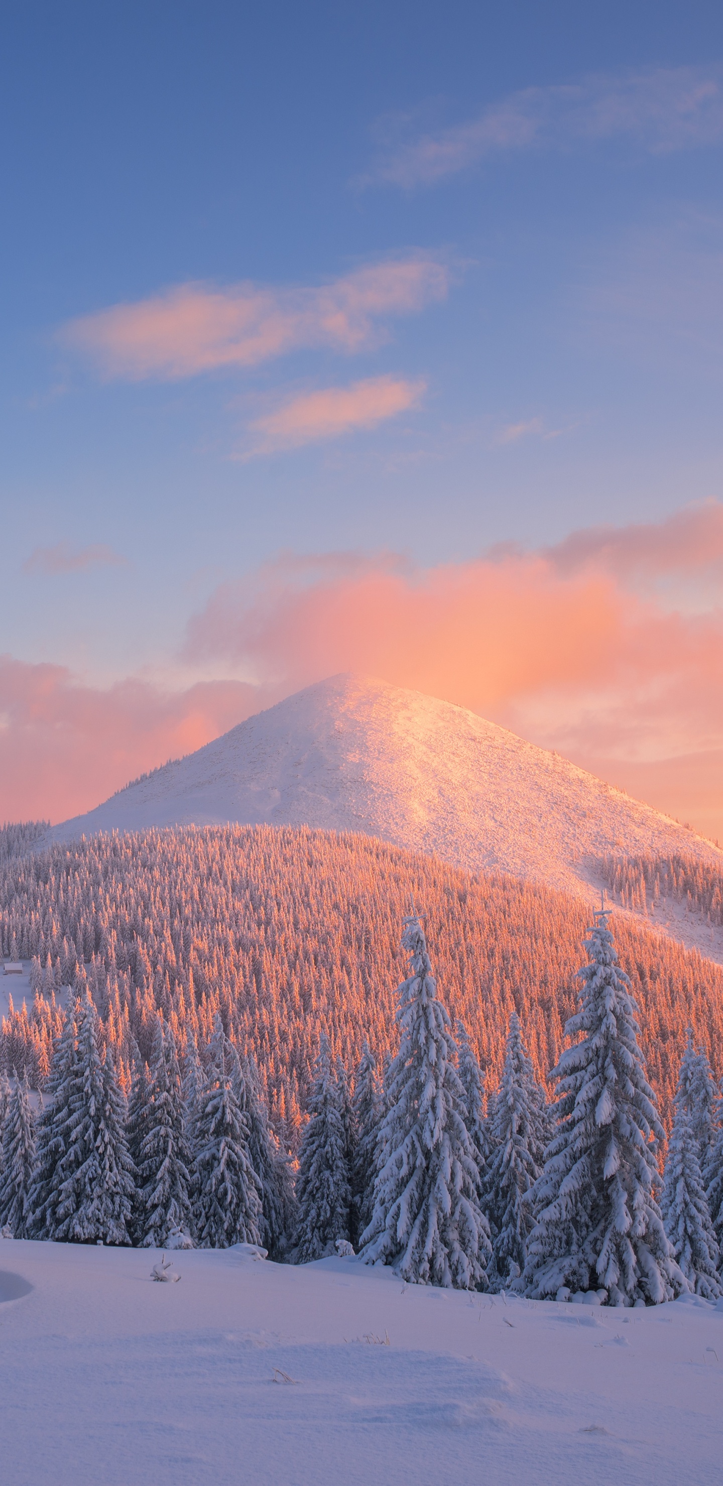 Schneebedeckte Kiefern Und Berge Tagsüber. Wallpaper in 1440x2960 Resolution