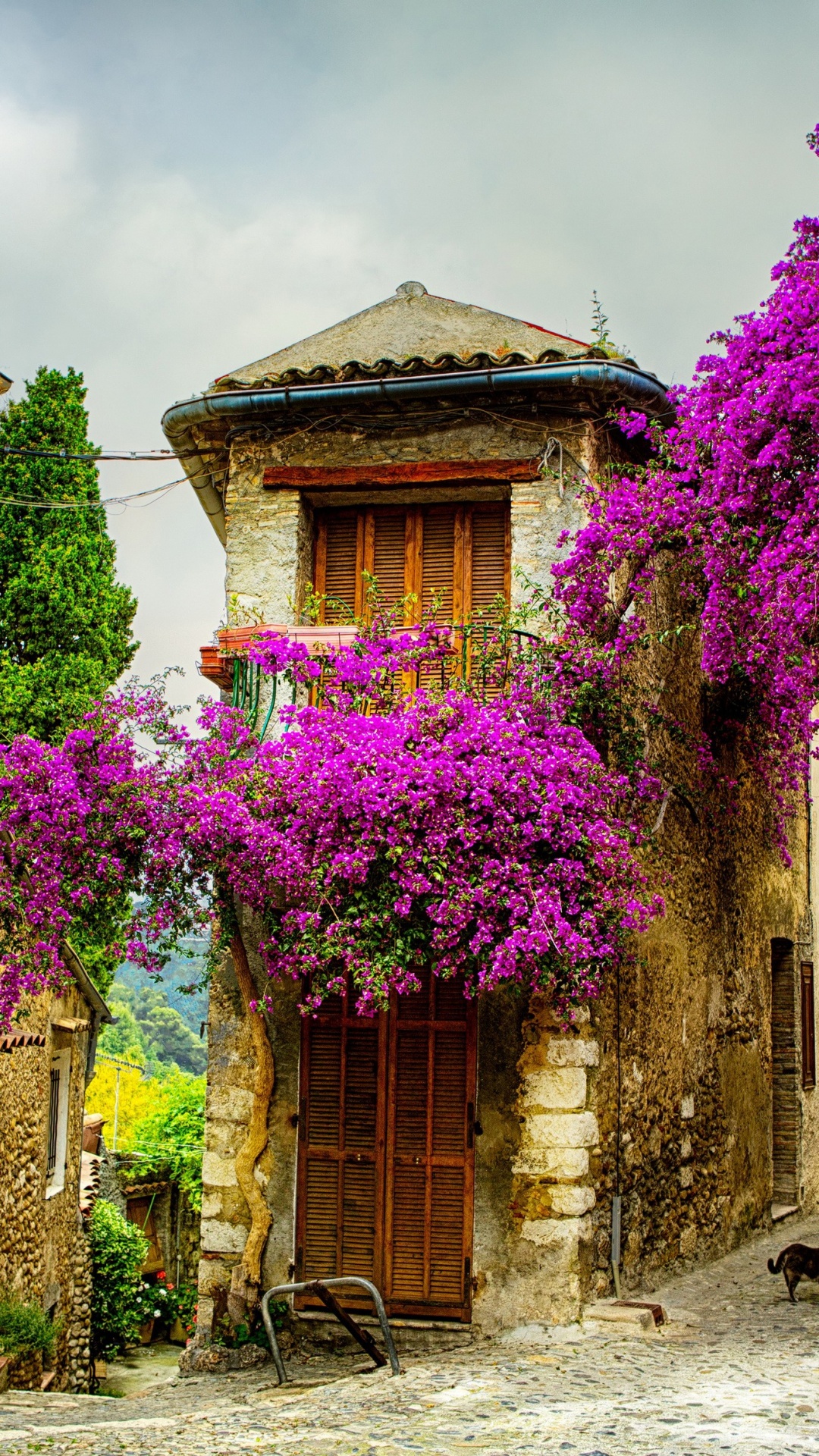 Purple Flowers on Brown Concrete Building. Wallpaper in 1080x1920 Resolution