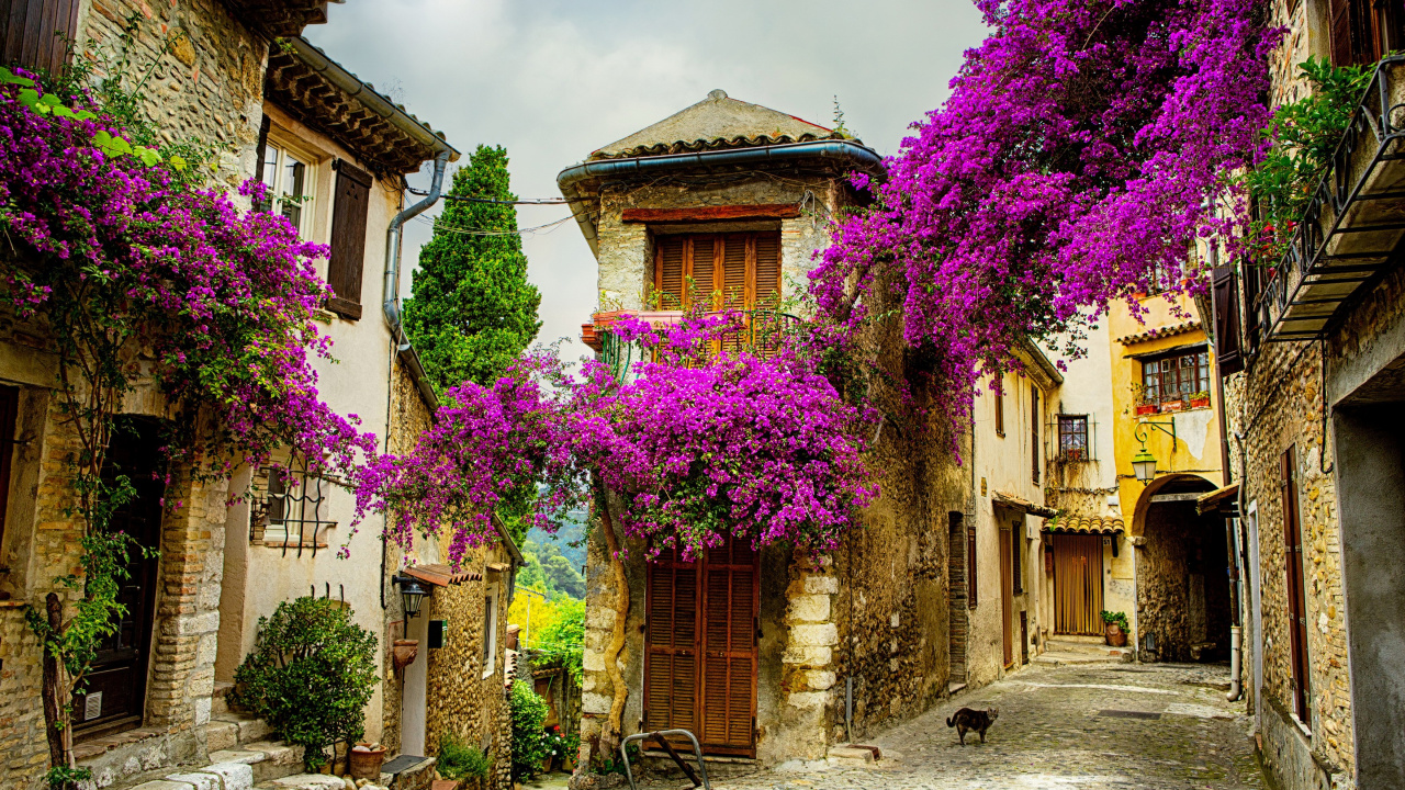 Purple Flowers on Brown Concrete Building. Wallpaper in 1280x720 Resolution