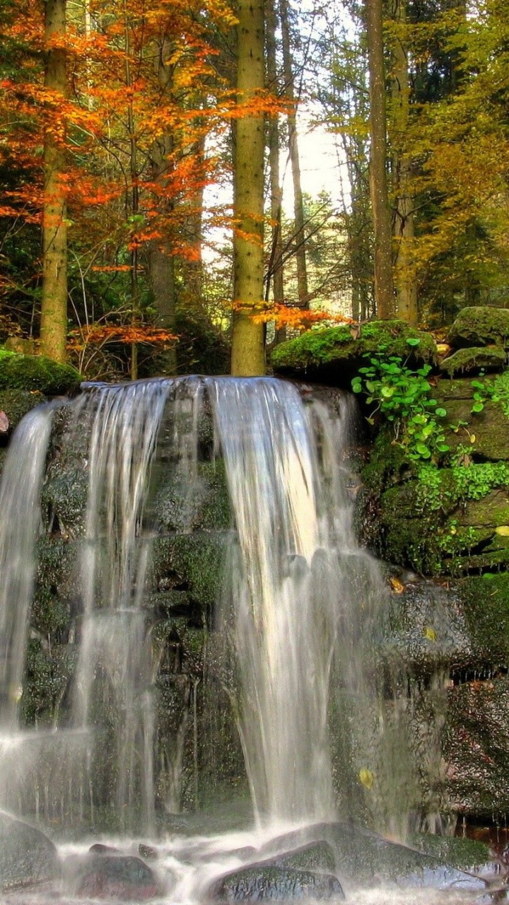 Cascades en Forêt Pendant la Journée. Wallpaper in 720x1280 Resolution