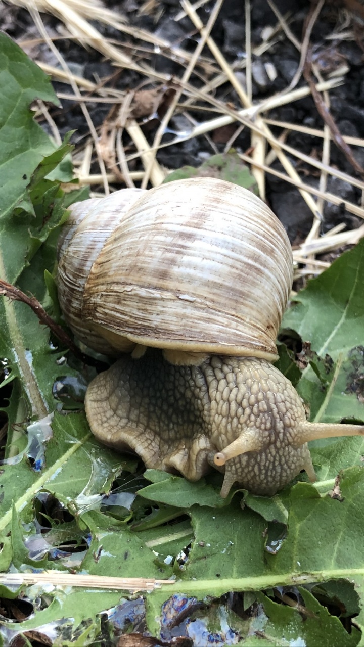 Caracol, Caracoles, Los Animales Terrestres, Ciencia, Biología. Wallpaper in 720x1280 Resolution