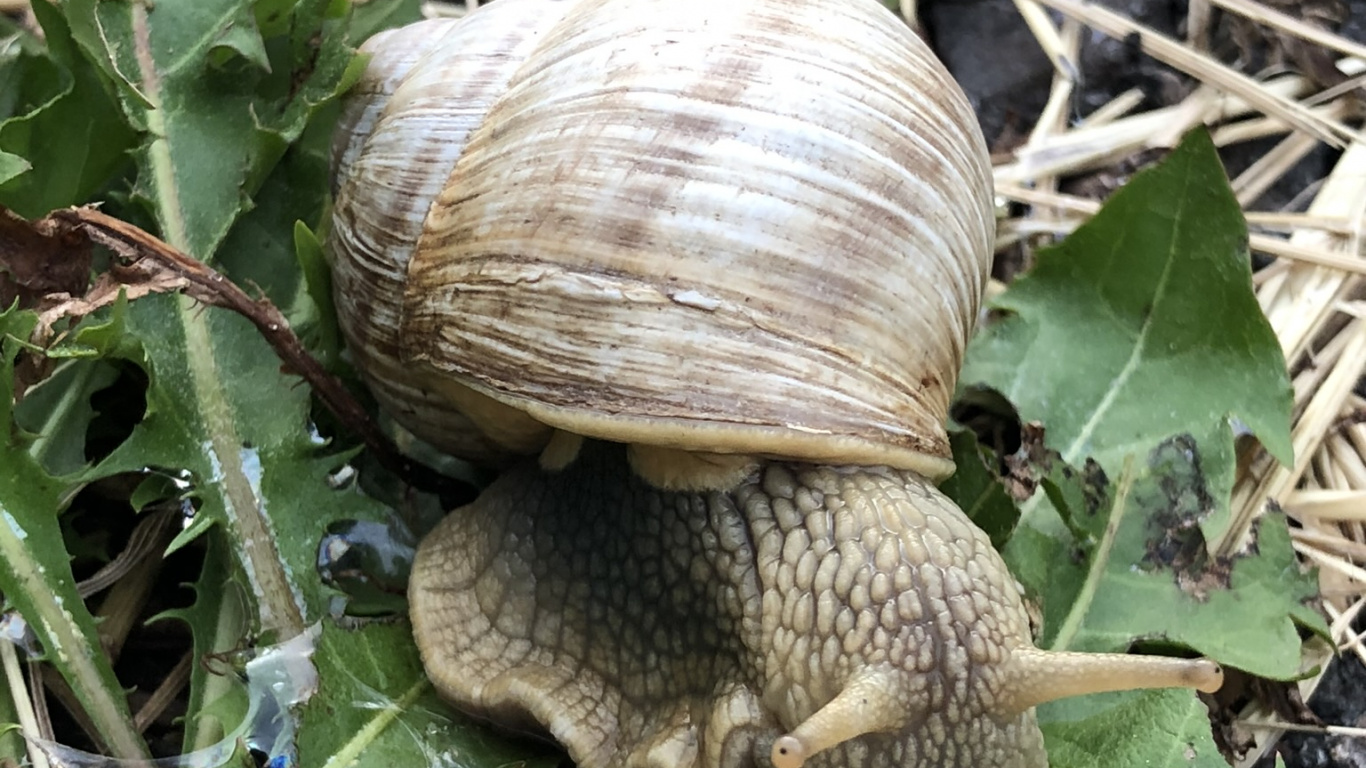 Escargot, Escargots, Pour Les Animaux Terrestres, Sciences, Biologie. Wallpaper in 1366x768 Resolution