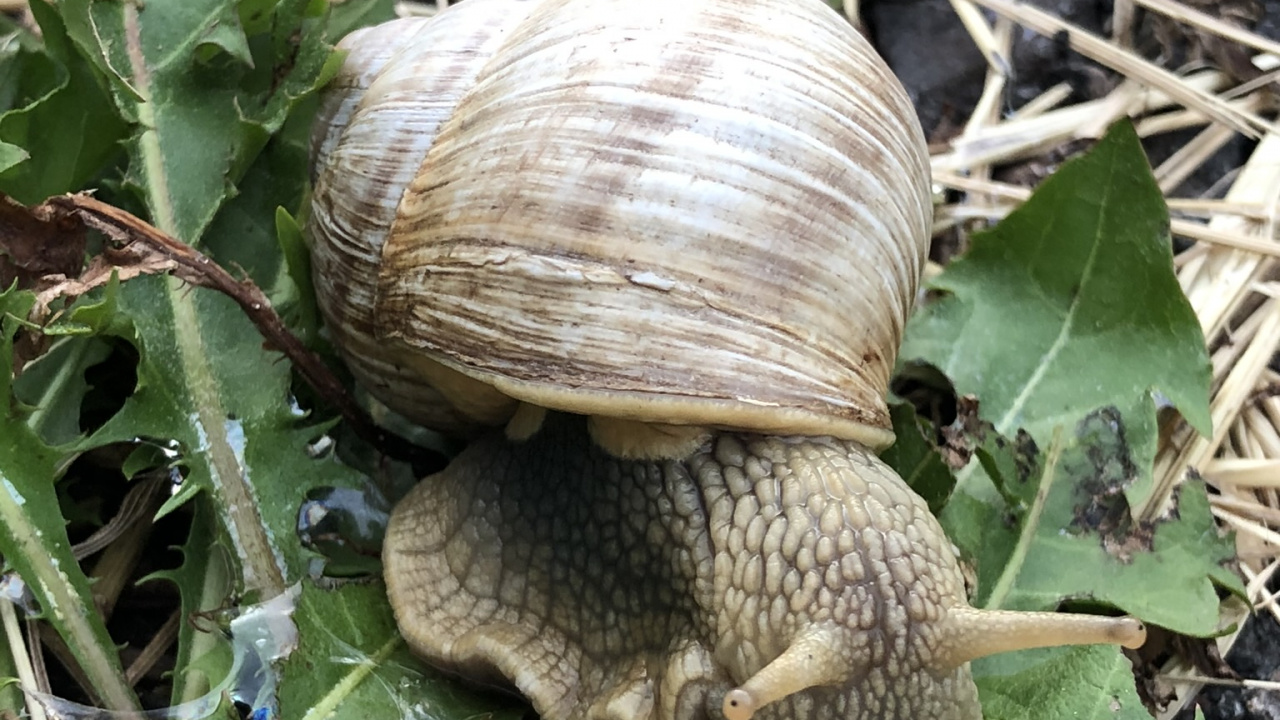 Snail, Schnecken, Terrestrial Animal, Science, Biology. Wallpaper in 1280x720 Resolution