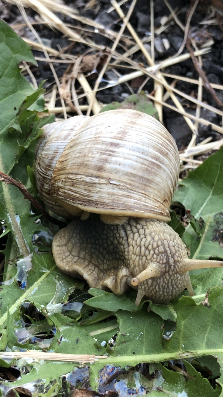 Snail, Schnecken, Terrestrial Animal, Science, Biology. Wallpaper in 750x1334 Resolution