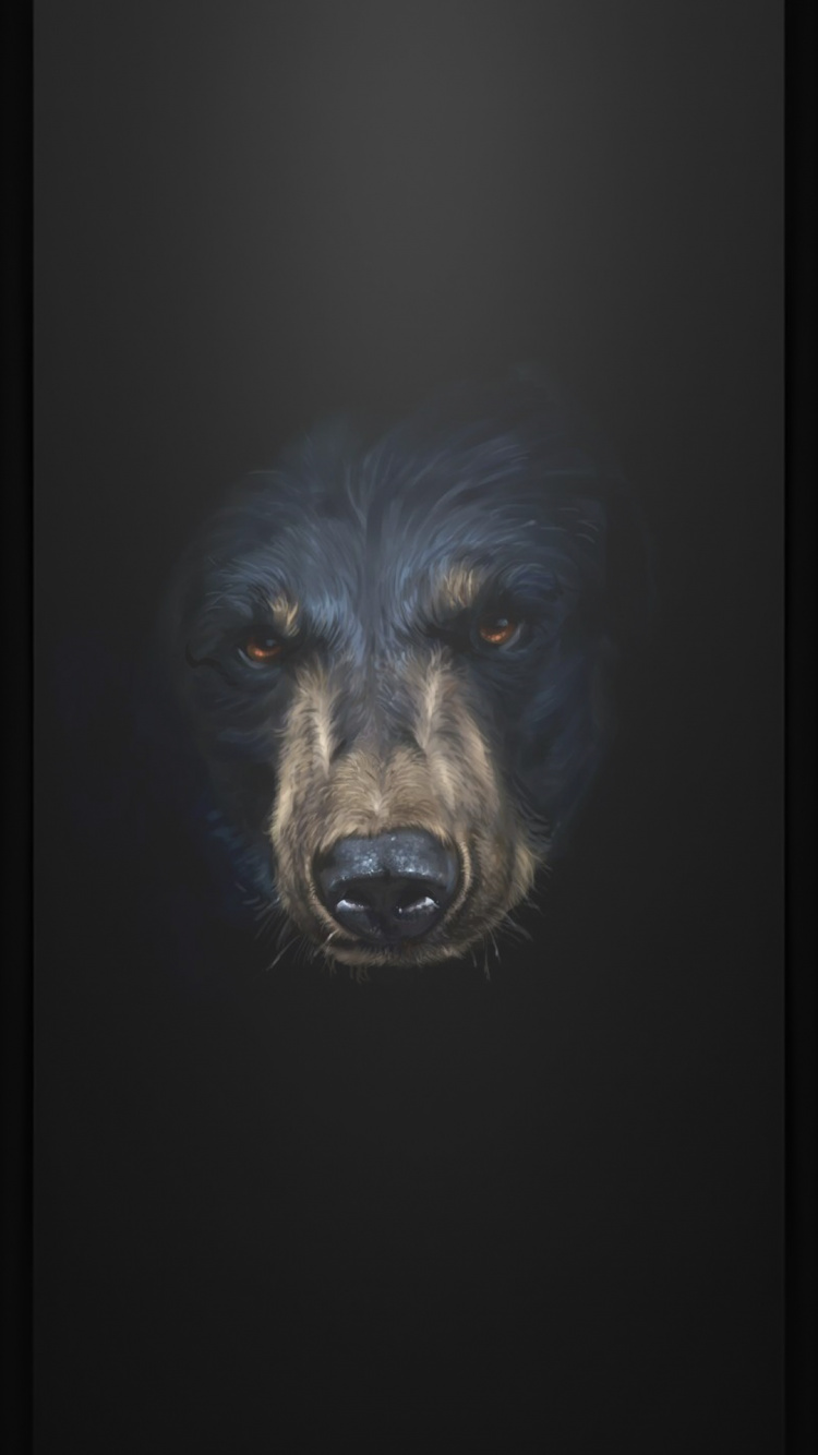 Snout, Dog, Carnivore, Dog Breed, Whiskers. Wallpaper in 750x1334 Resolution