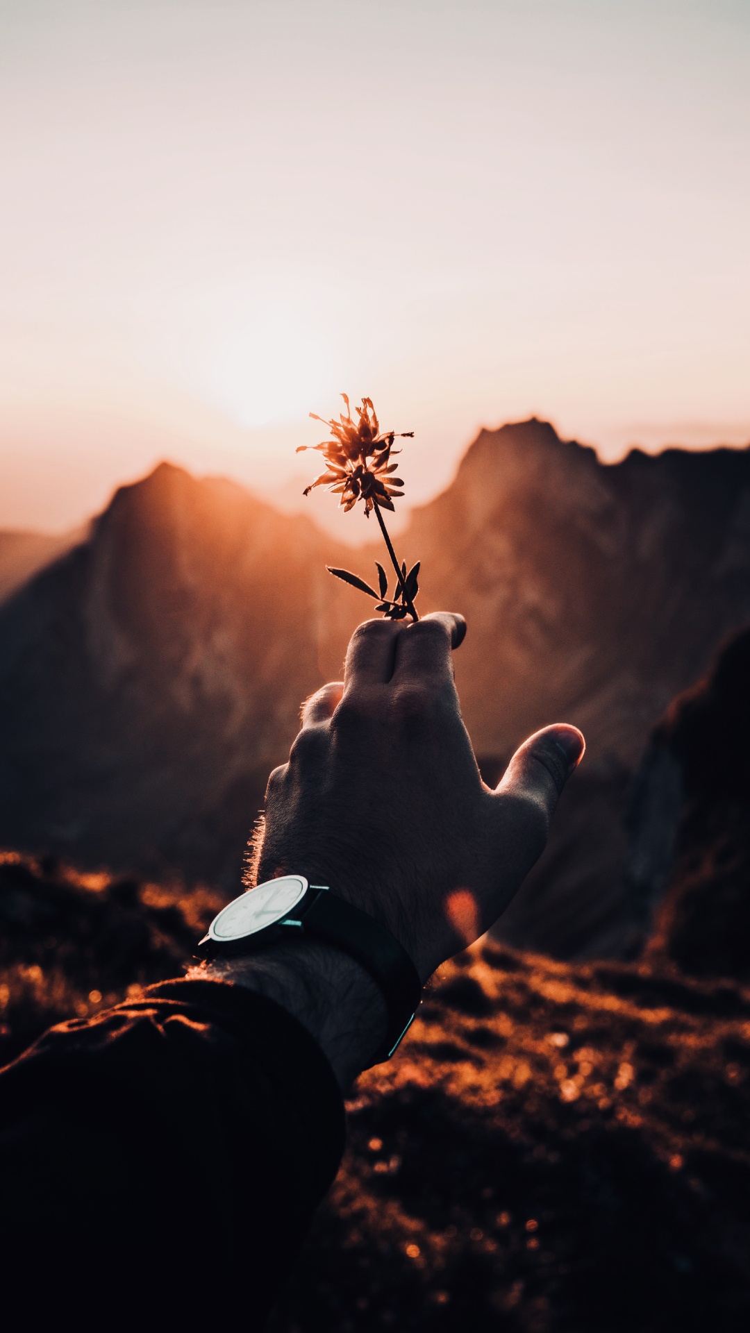 Person in White Long Sleeve Shirt Holding Green Plant During Daytime. Wallpaper in 1080x1920 Resolution