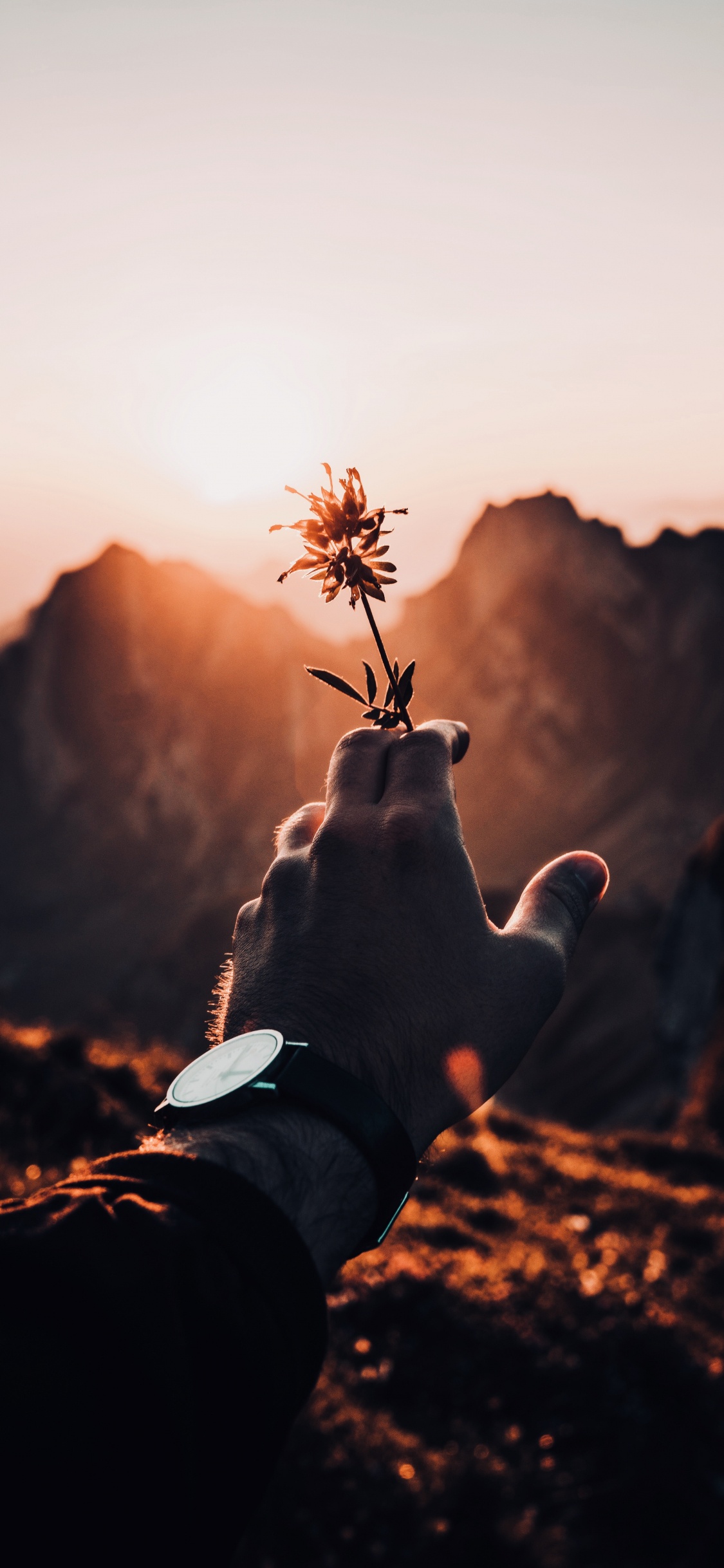 Person in White Long Sleeve Shirt Holding Green Plant During Daytime. Wallpaper in 1125x2436 Resolution