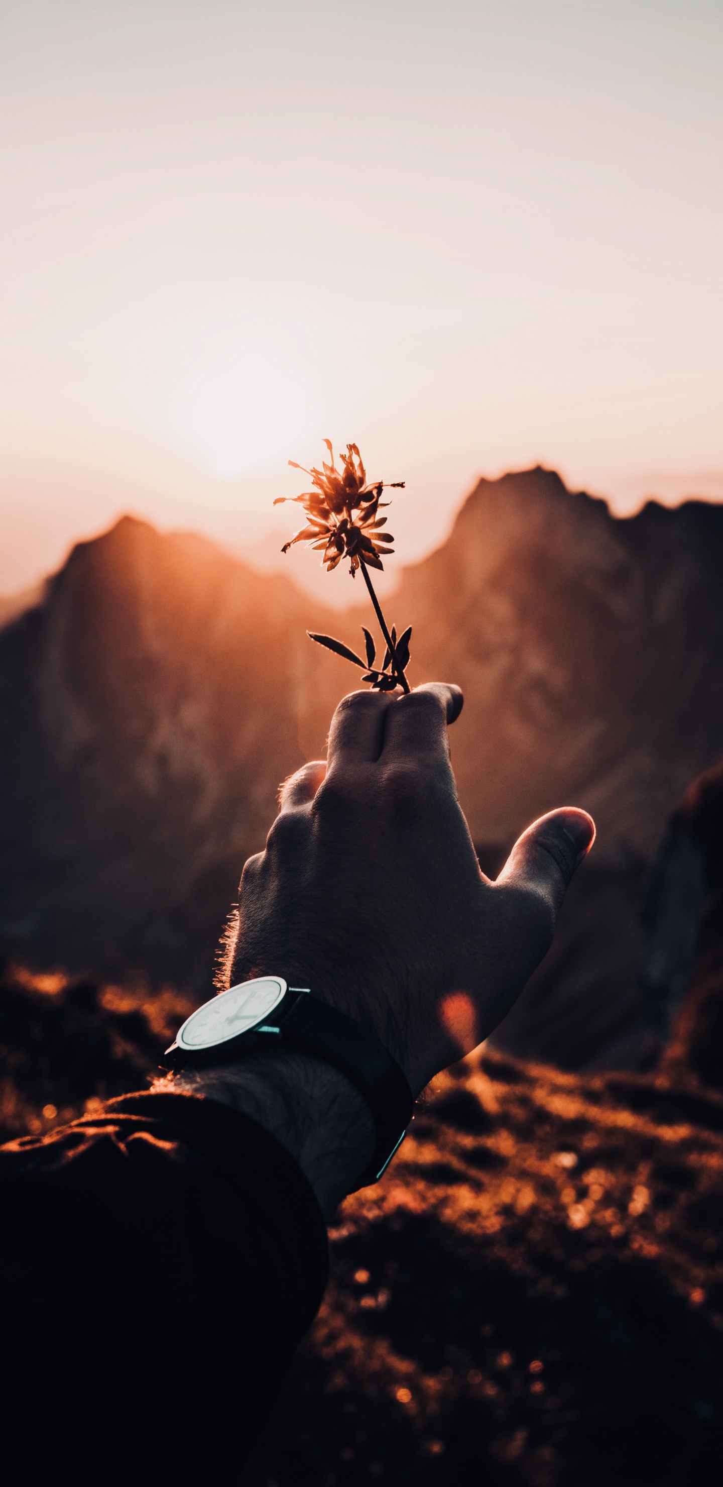 Person in White Long Sleeve Shirt Holding Green Plant During Daytime. Wallpaper in 1440x2960 Resolution