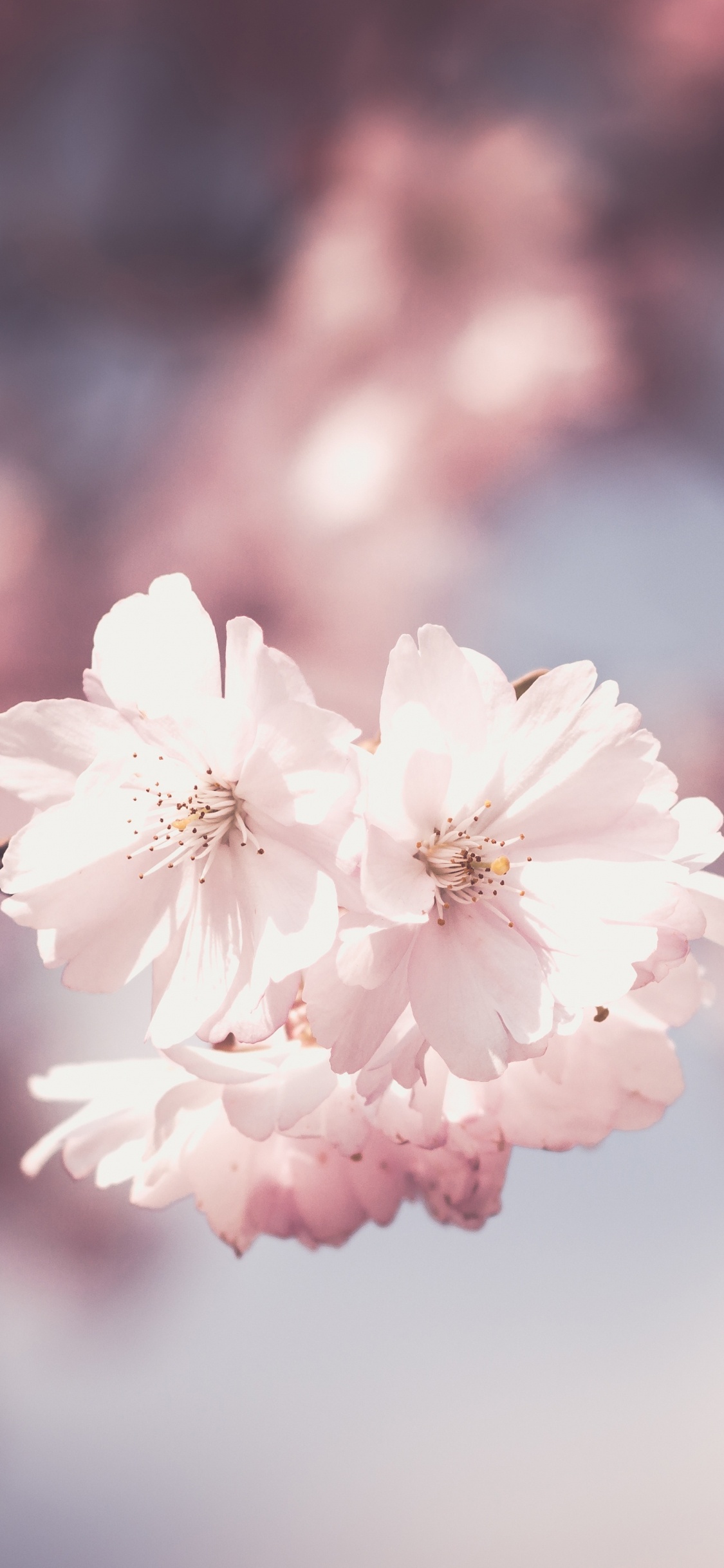 Weiße Kirschblüte in Nahaufnahme. Wallpaper in 1125x2436 Resolution