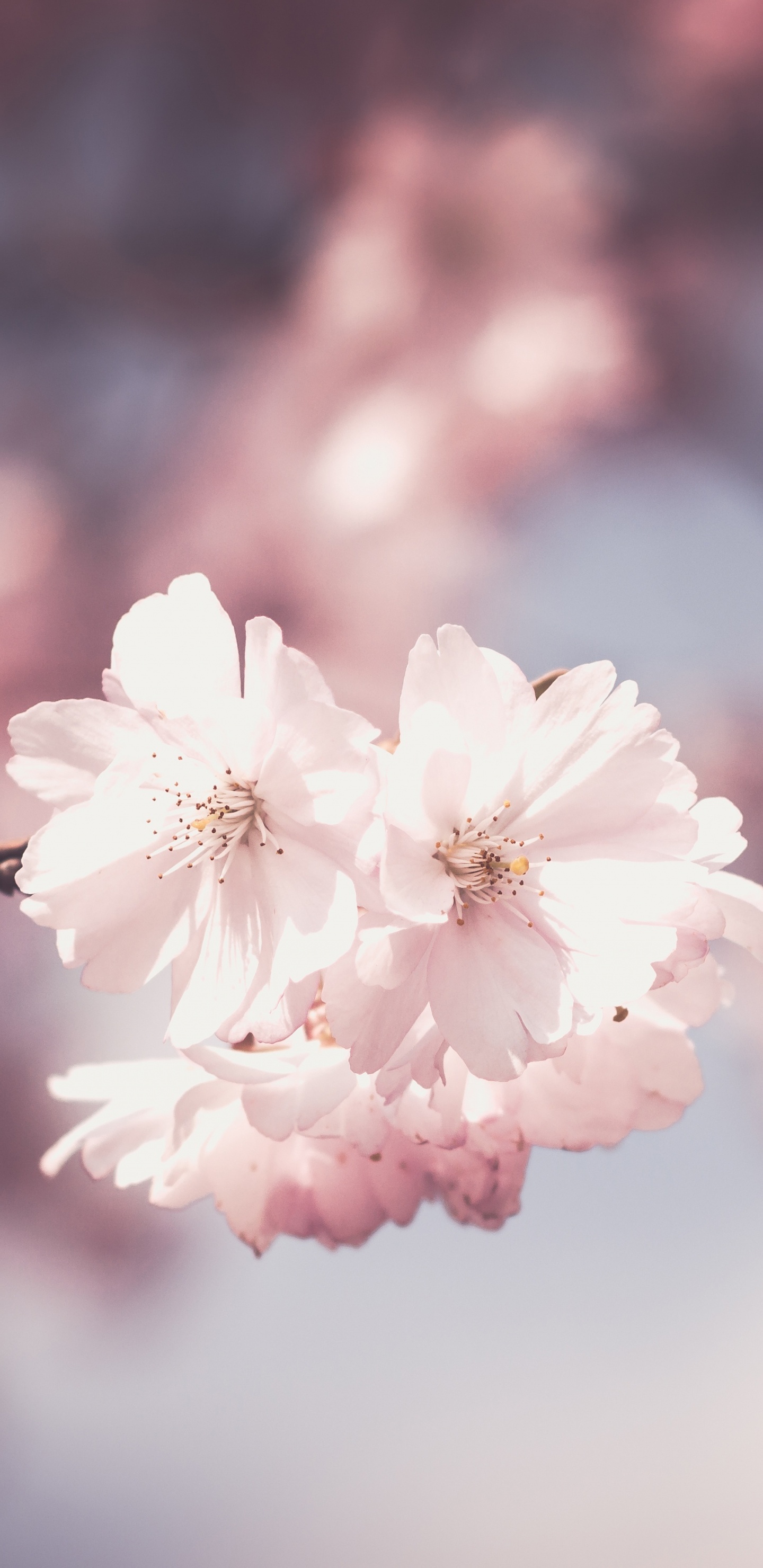 Weiße Kirschblüte in Nahaufnahme. Wallpaper in 1440x2960 Resolution