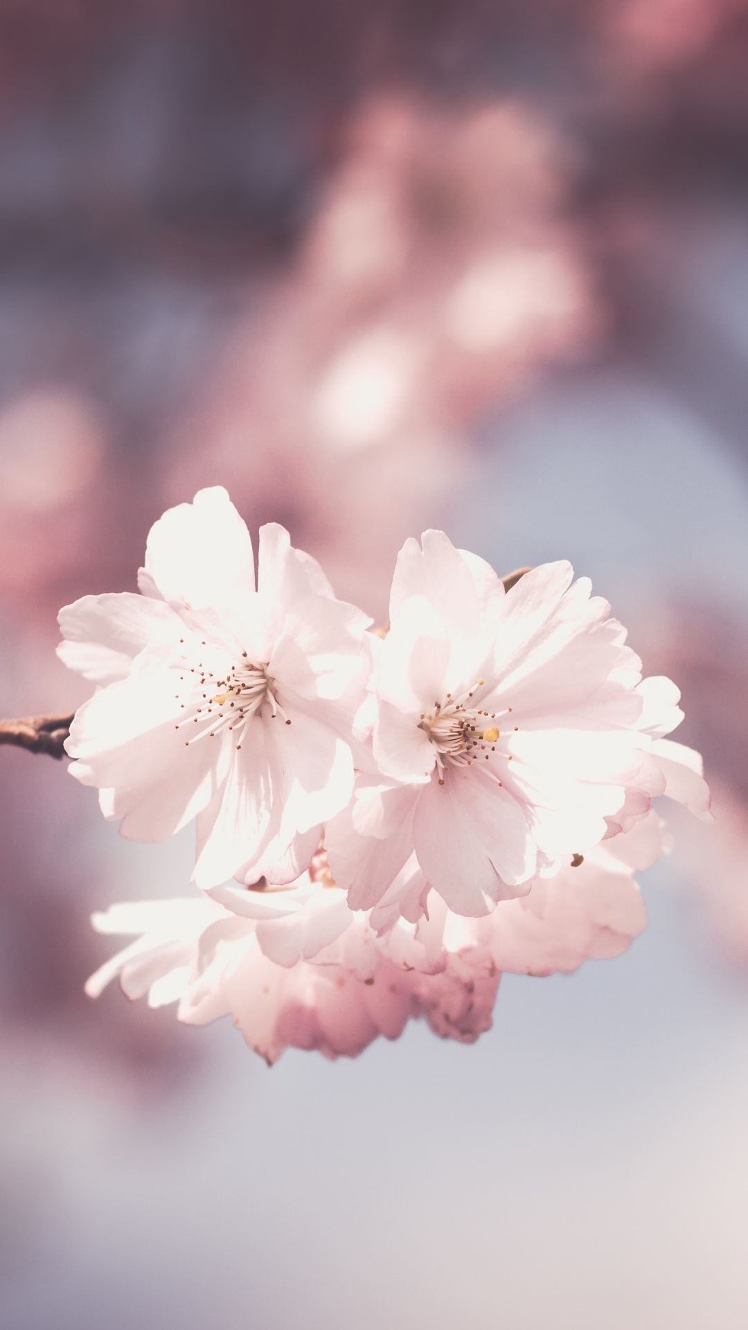 弹簧, 开花, 粉红色, 樱花, 天空 壁纸 1080x1920 允许
