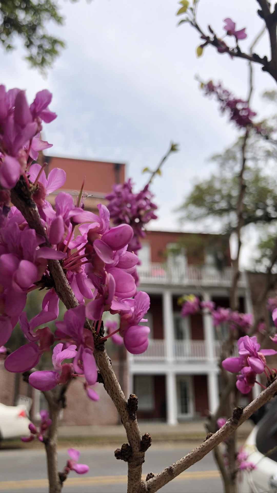 Blossom, Flowering Plant, Cherry Blossom, Branch, Petal. Wallpaper in 1080x1920 Resolution