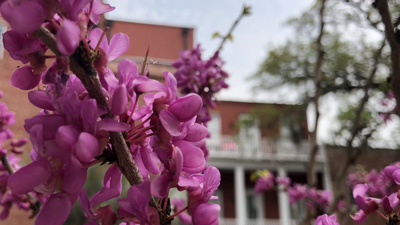 la Floración de la Planta, Cerezo, Sucursal, Pétalo, Ramita. Wallpaper in 1280x720 Resolution
