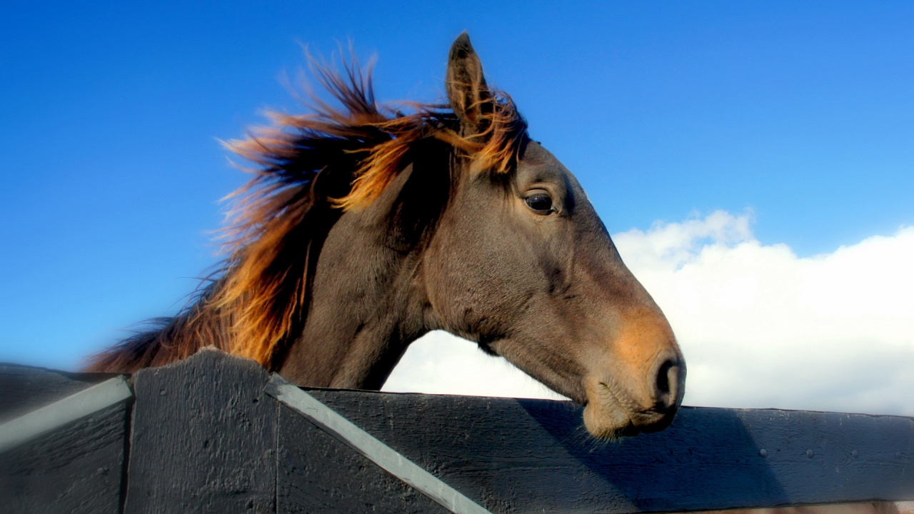 Brown Horse Standing on Gray Wooden Fence During Daytime. Wallpaper in 1280x720 Resolution