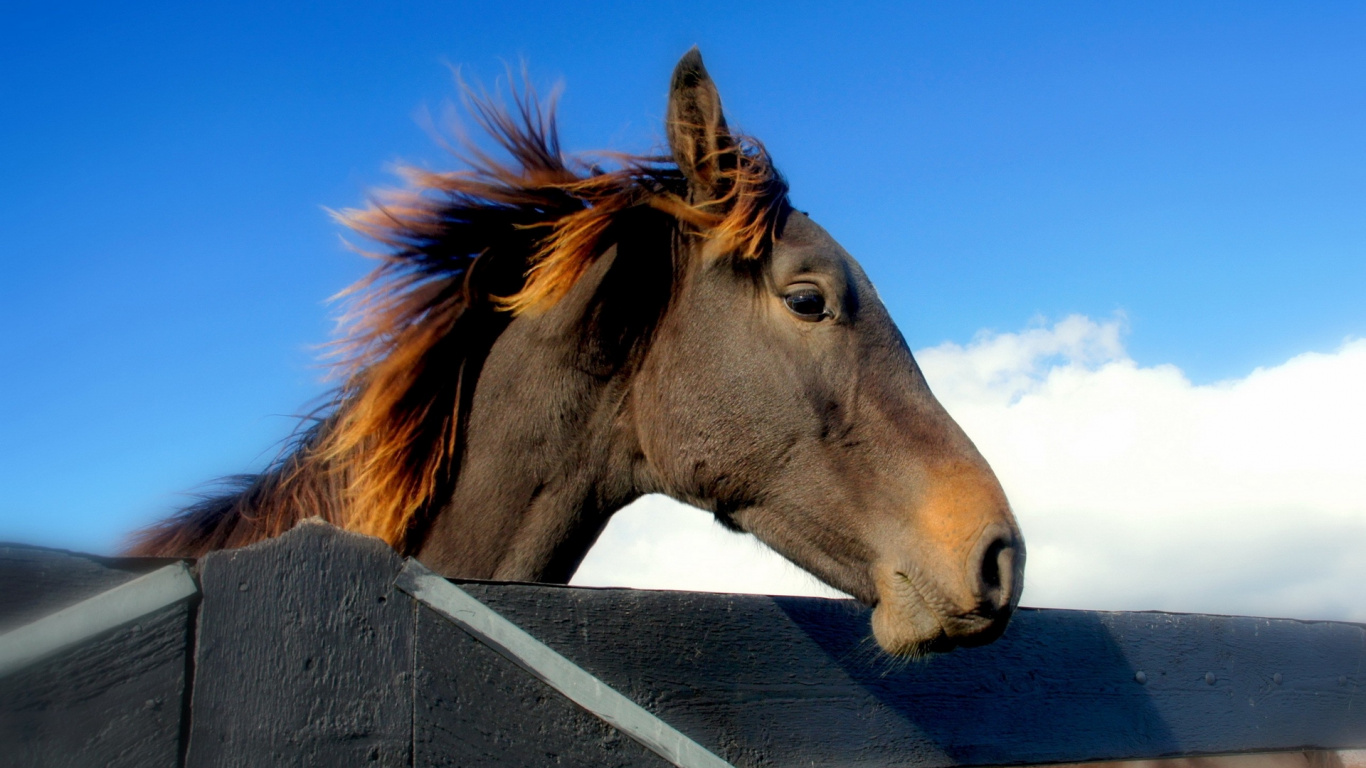 Brown Horse Standing on Gray Wooden Fence During Daytime. Wallpaper in 1366x768 Resolution