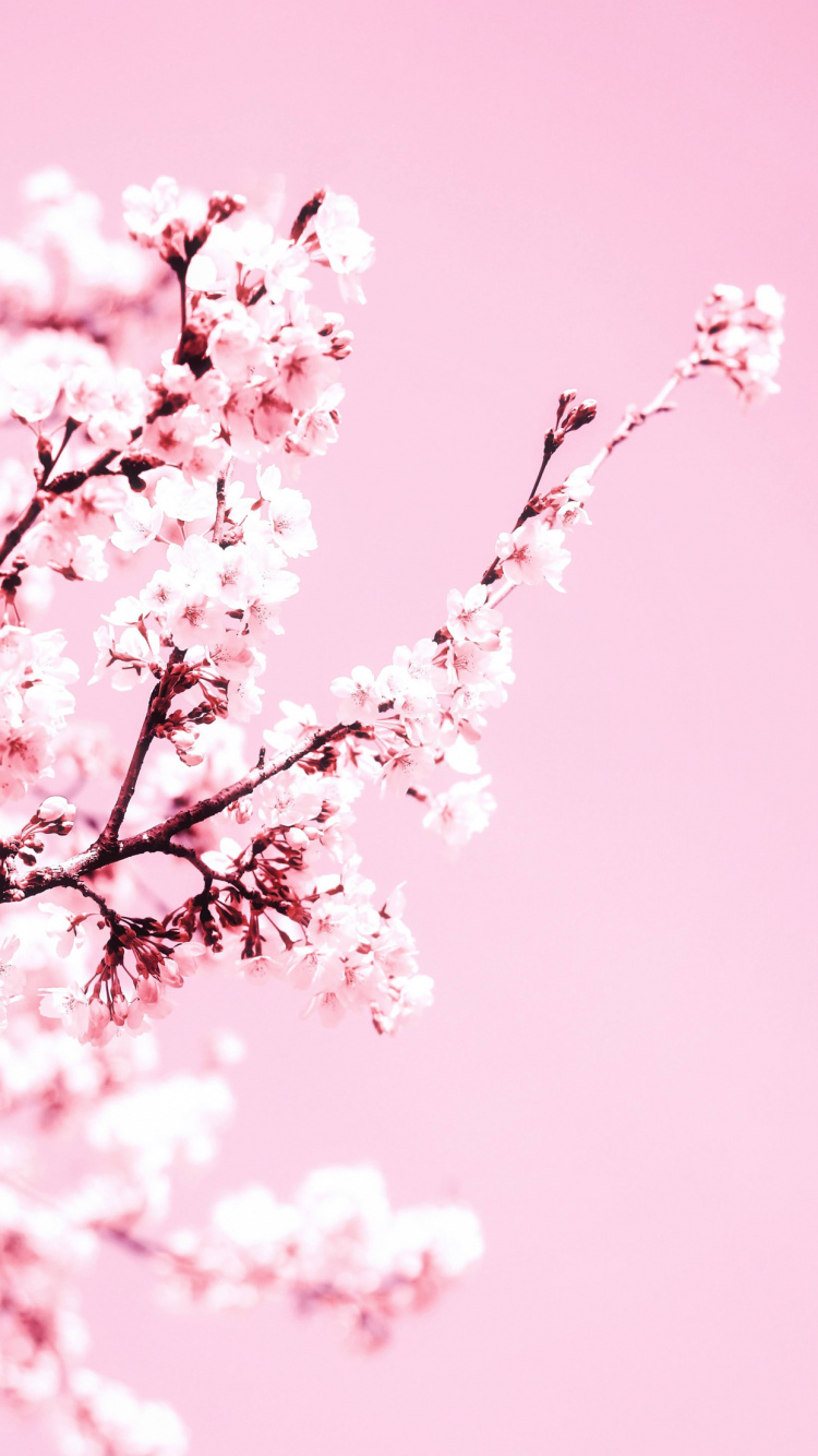 Cerezo, Pétalo, Sucursal, Ramita, Rosa. Wallpaper in 750x1334 Resolution