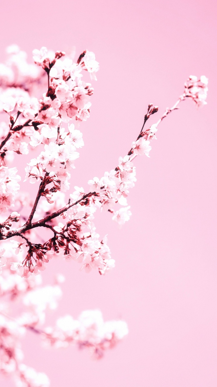 Kirsche, Kirschblüte, Blütenblatt, Branch, Zweig. Wallpaper in 720x1280 Resolution
