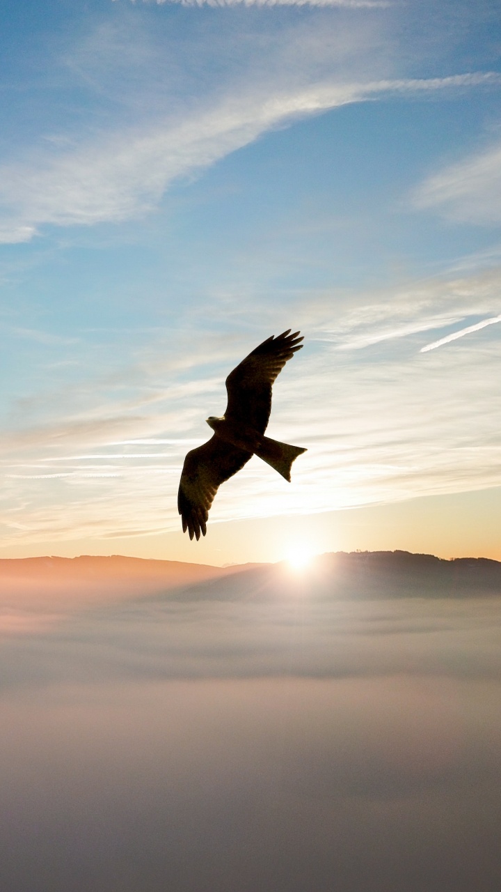 Vogel, Der Tagsüber Über Den Wolken Fliegt. Wallpaper in 720x1280 Resolution