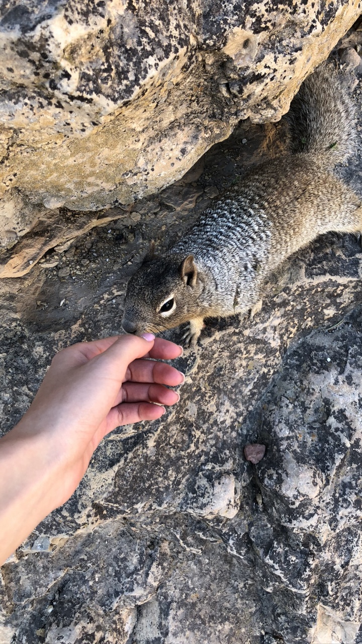 Ciencia, Biología, Adaptación, Los Animales Terrestres, Pelaje. Wallpaper in 720x1280 Resolution