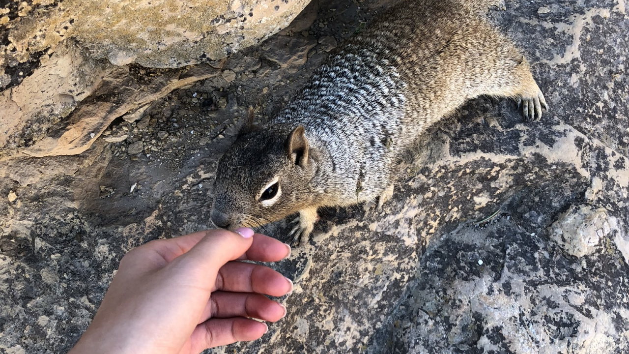 Squirrels, Science, Biology, Adaptation, Terrestrial Animal. Wallpaper in 1280x720 Resolution