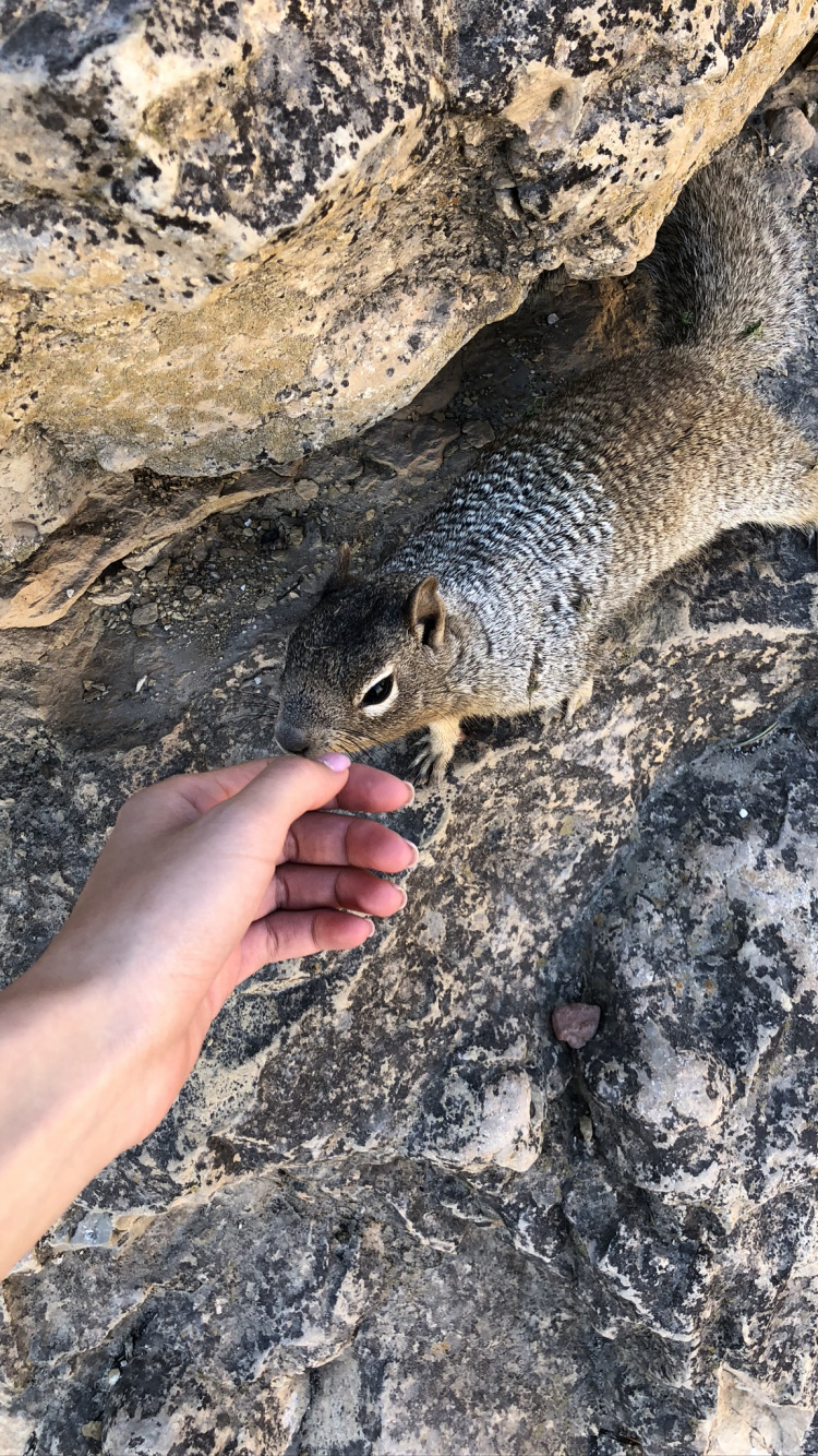 Squirrels, Science, Biology, Adaptation, Terrestrial Animal. Wallpaper in 750x1334 Resolution