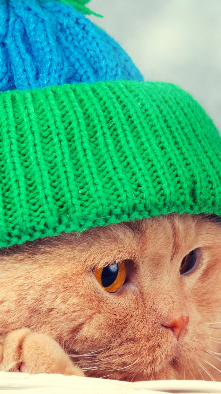 Brown Tabby Cat Wearing Green Knit Cap. Wallpaper in 750x1334 Resolution