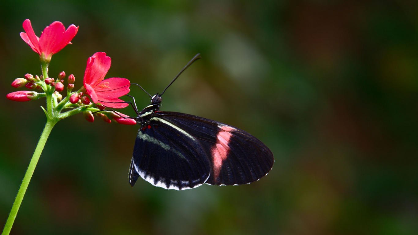 Mariposa Negra y Roja Posada Sobre Flor Roja en Fotografía de Cerca Durante el Día. Wallpaper in 1366x768 Resolution