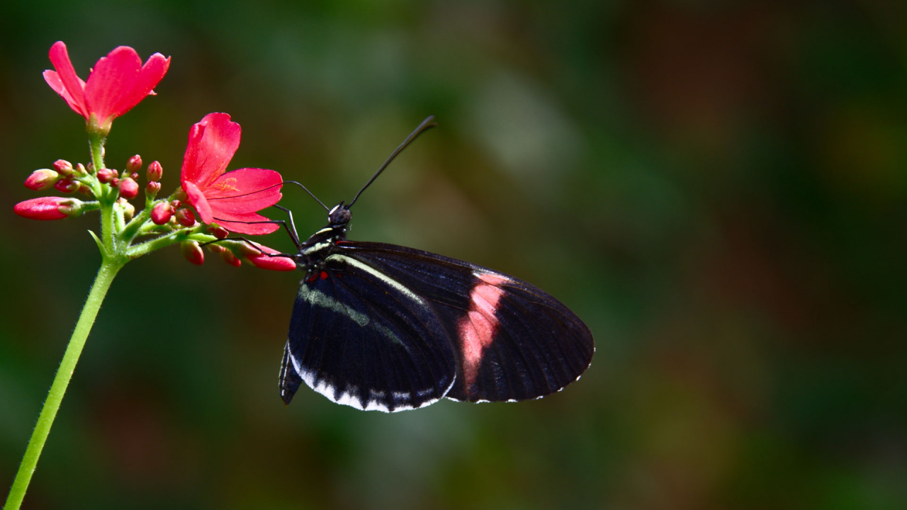 Schwarzer Und Roter Schmetterling Thront Auf Roter Blume in Nahaufnahme Während Des Tages. Wallpaper in 1280x720 Resolution