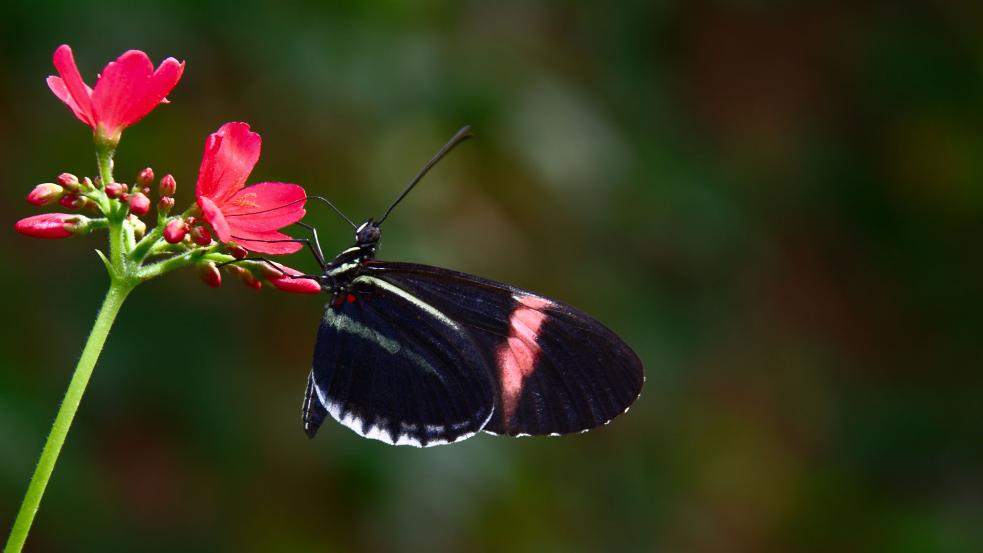 Schwarzer Und Roter Schmetterling Thront Auf Roter Blume in Nahaufnahme Während Des Tages. Wallpaper in 1920x1080 Resolution
