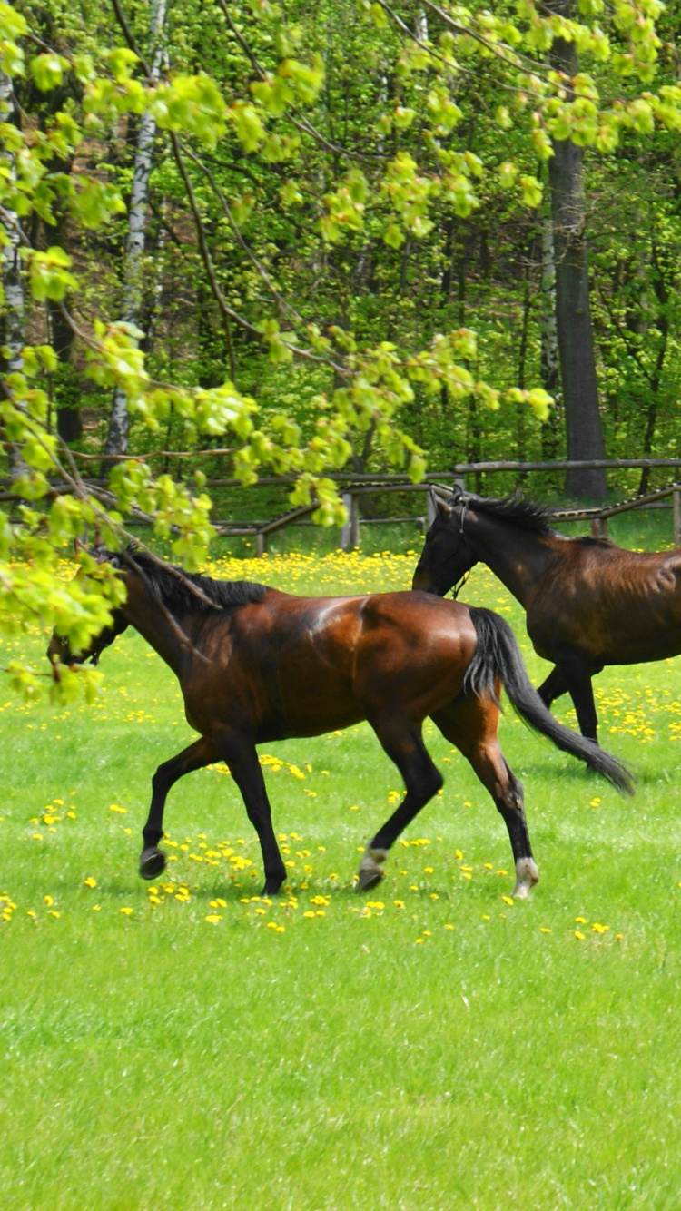 Caballo Marrón Corriendo Sobre el Campo de Hierba Verde Durante el Día. Wallpaper in 750x1334 Resolution