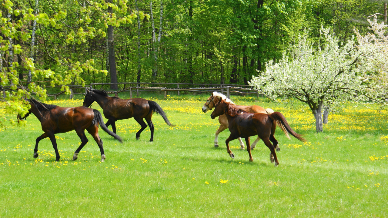 Brown Horse Running on Green Grass Field During Daytime. Wallpaper in 1280x720 Resolution