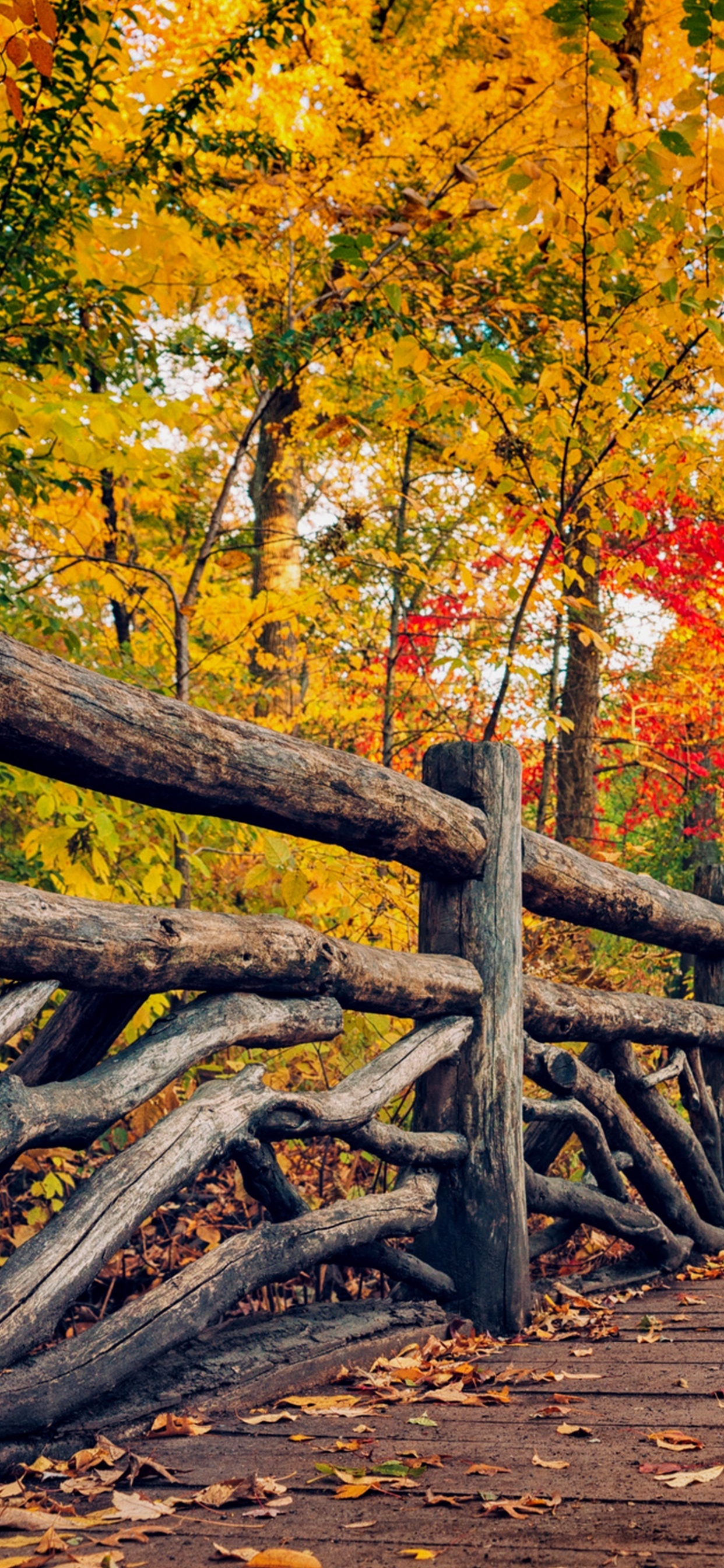 Brown Wooden Bridge in Between Yellow and Red Trees. Wallpaper in 1242x2688 Resolution