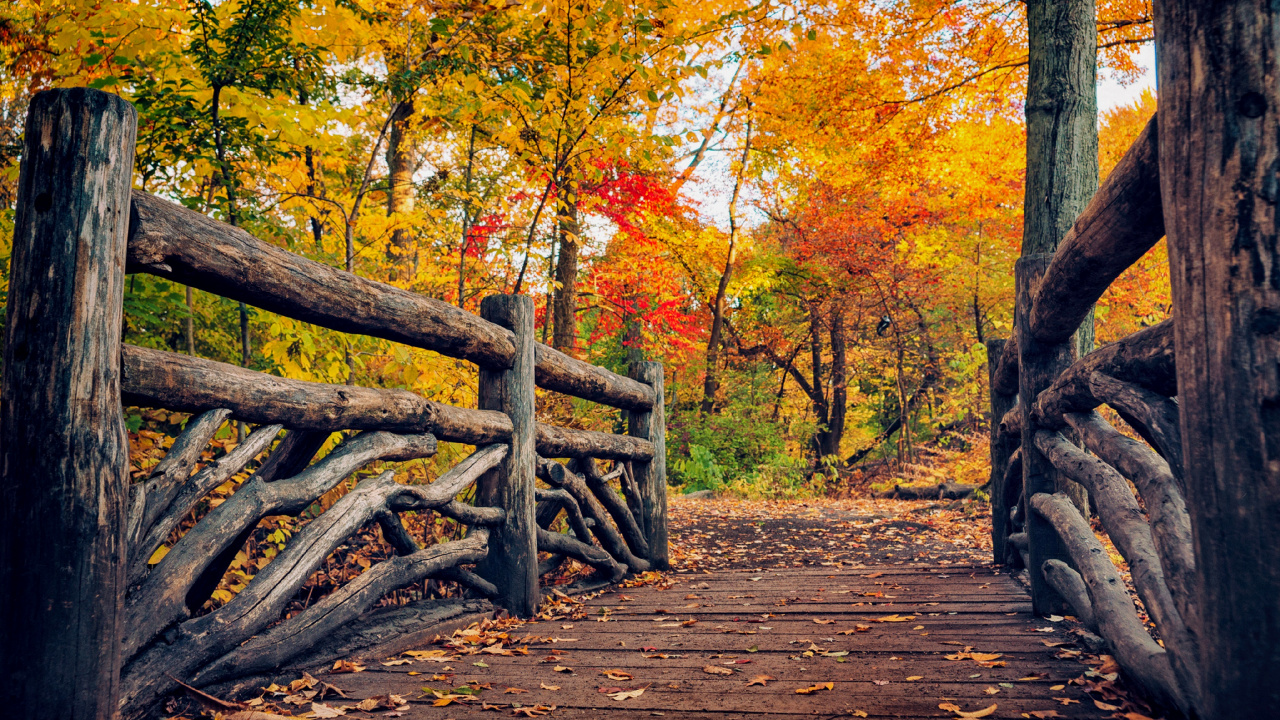 Brown Wooden Bridge in Between Yellow and Red Trees. Wallpaper in 1280x720 Resolution