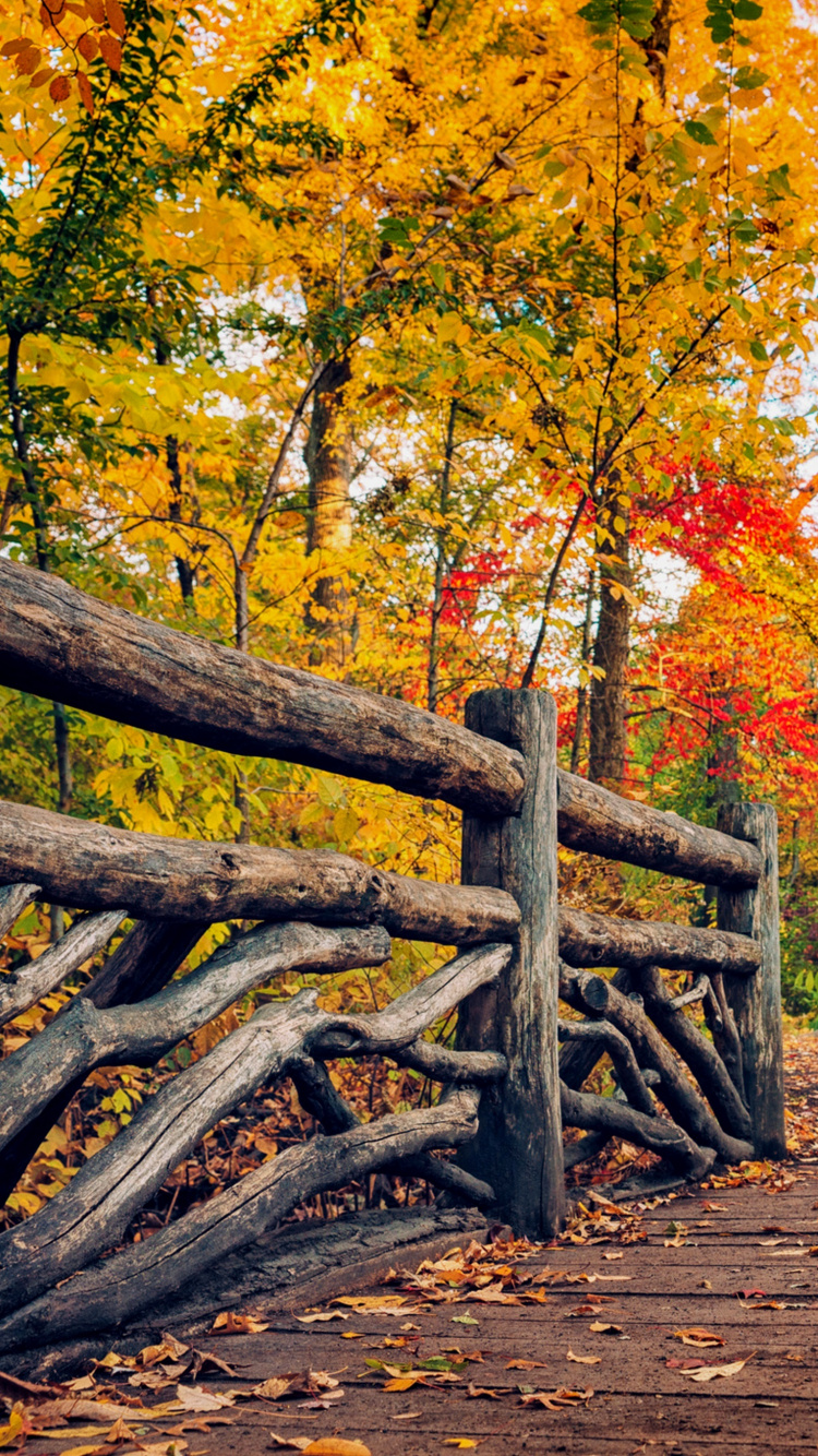 Brown Wooden Bridge in Between Yellow and Red Trees. Wallpaper in 750x1334 Resolution