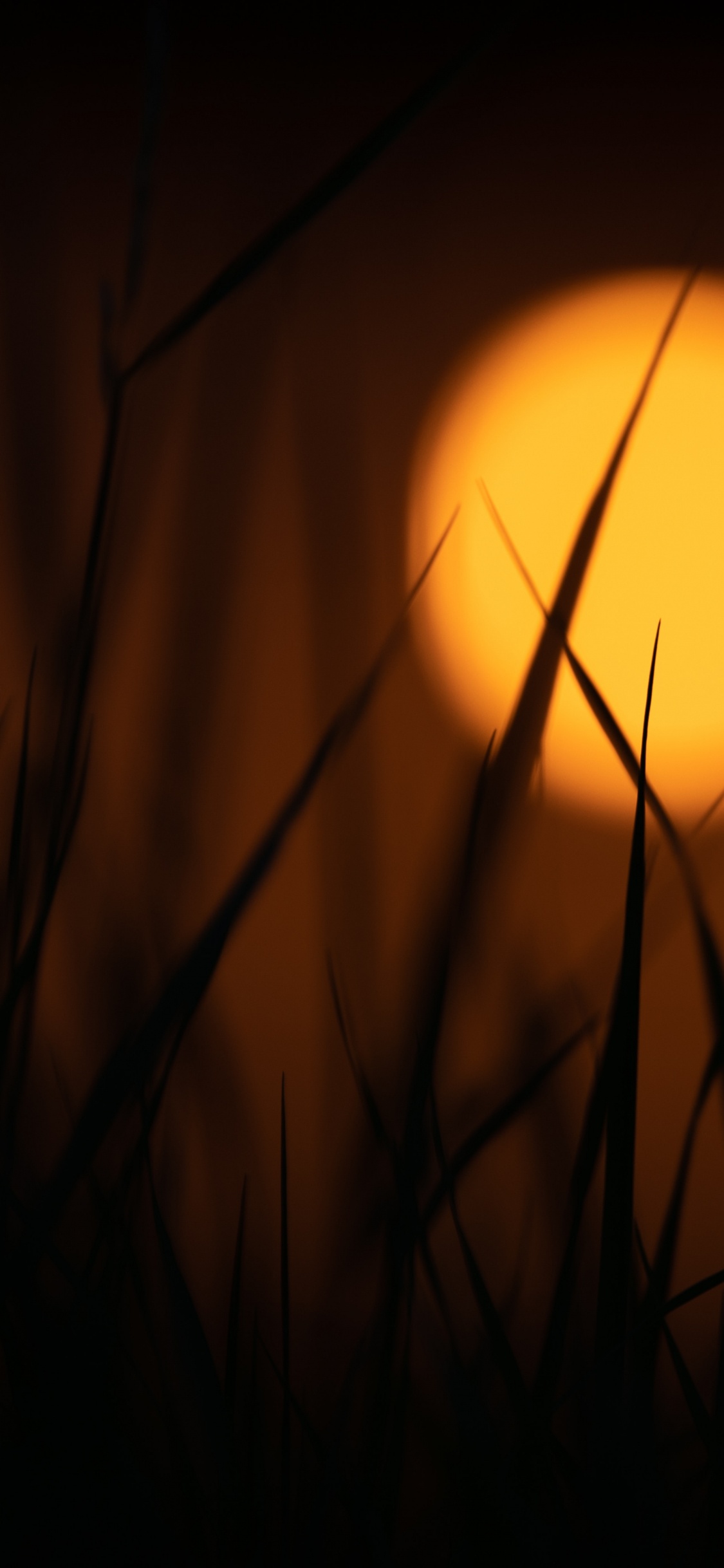 Silhouette Des Grases Bei Sonnenuntergang. Wallpaper in 1125x2436 Resolution