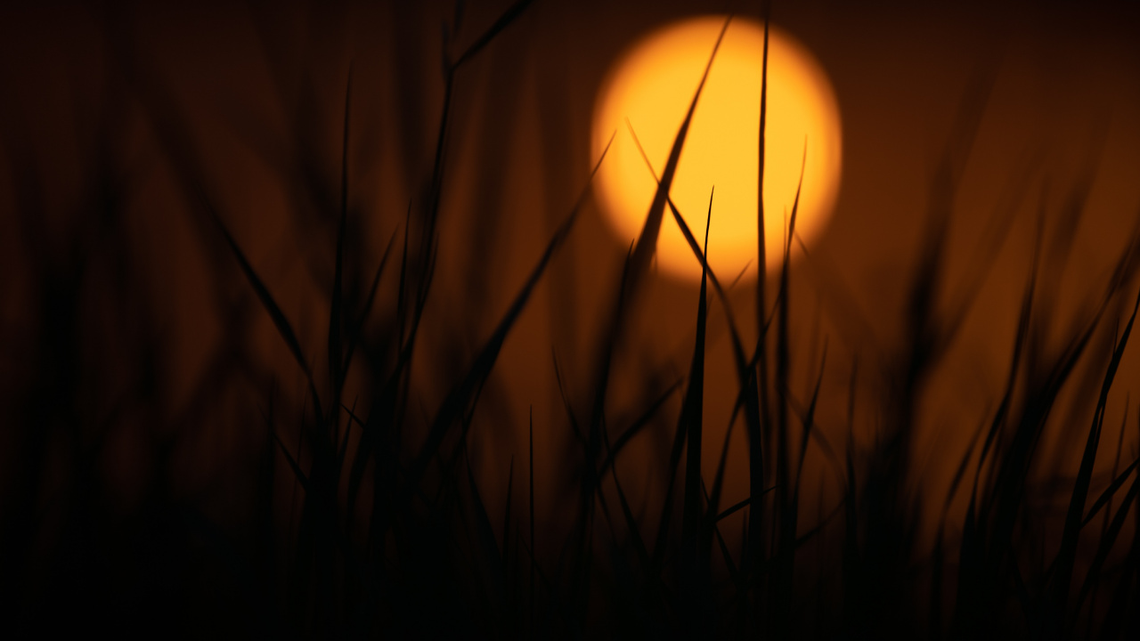 Silhouette Des Grases Bei Sonnenuntergang. Wallpaper in 1280x720 Resolution