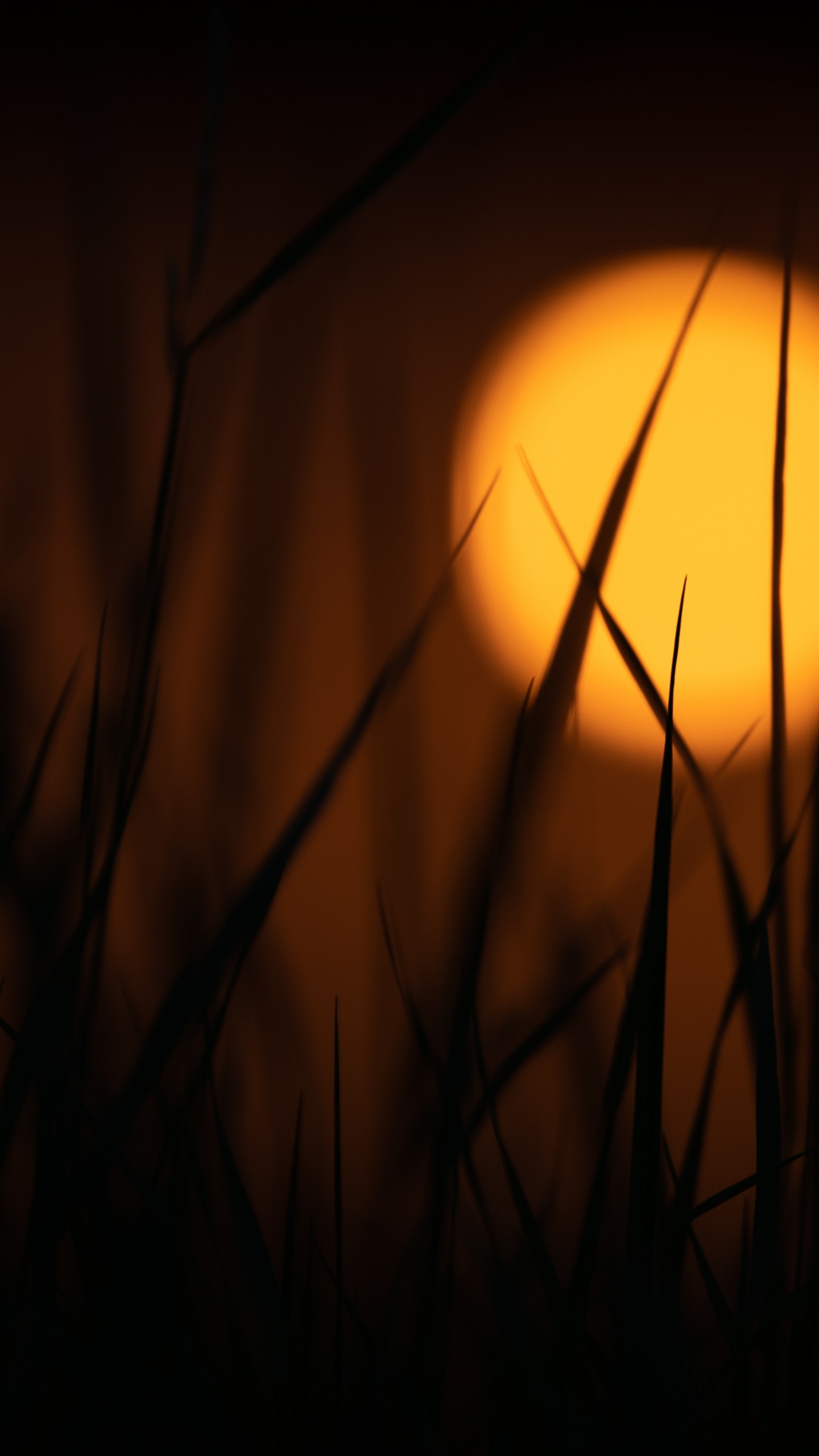 Silhouette Des Grases Bei Sonnenuntergang. Wallpaper in 1440x2560 Resolution