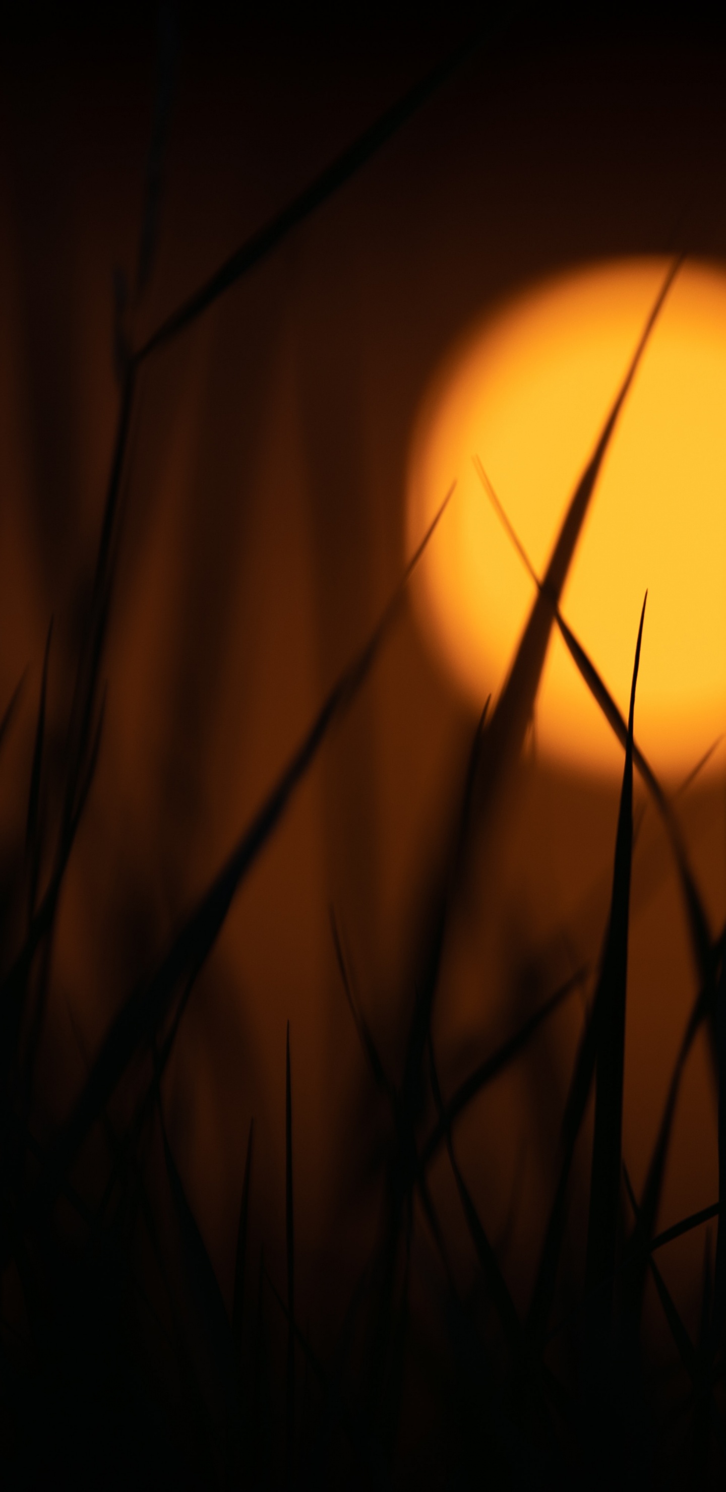 Silhouette Des Grases Bei Sonnenuntergang. Wallpaper in 1440x2960 Resolution