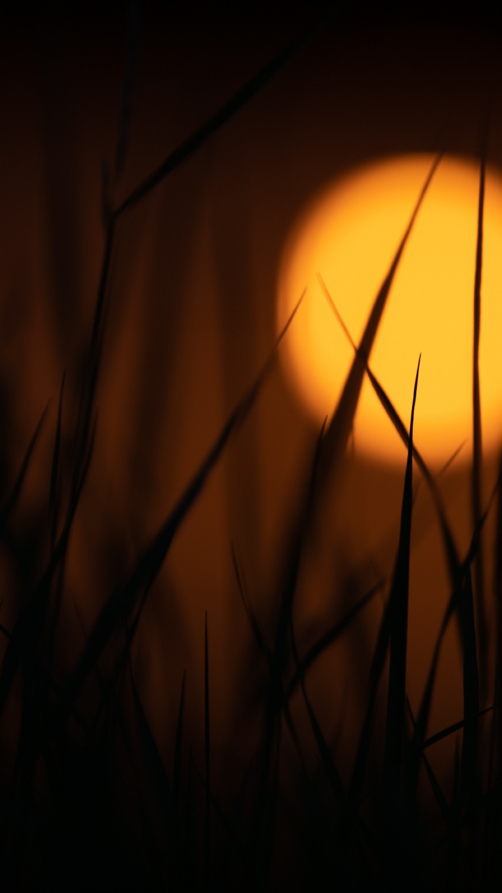 Silhouette of Grass During Sunset. Wallpaper in 720x1280 Resolution