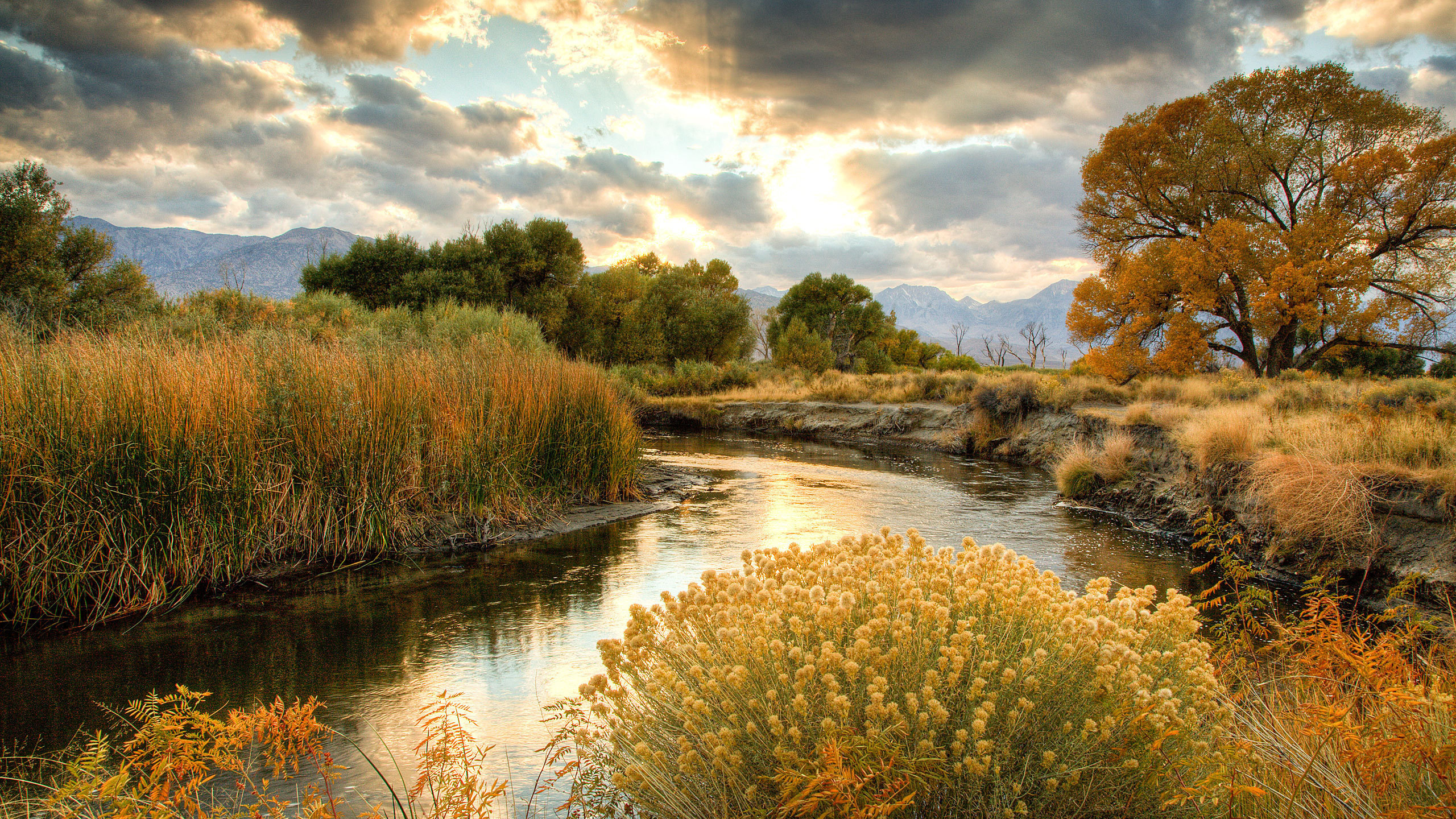 Green Trees Beside River Under Cloudy Sky During Daytime. Wallpaper in 2560x1440 Resolution