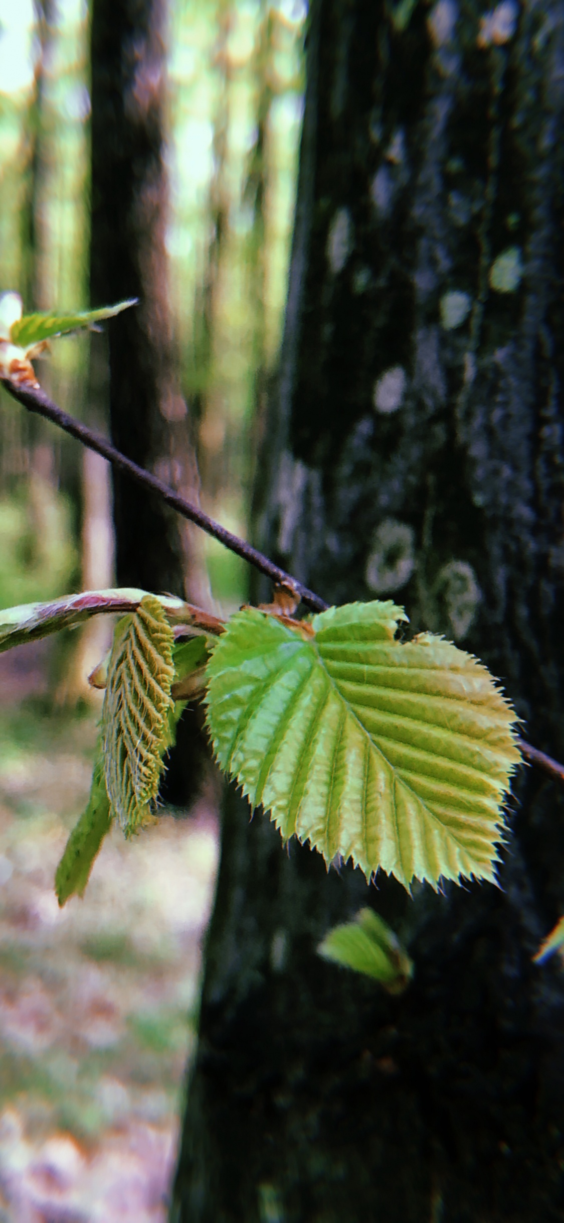 Blatt, Biome, Pflanzen-Stammzellen, Zweig, Vegetation. Wallpaper in 1125x2436 Resolution