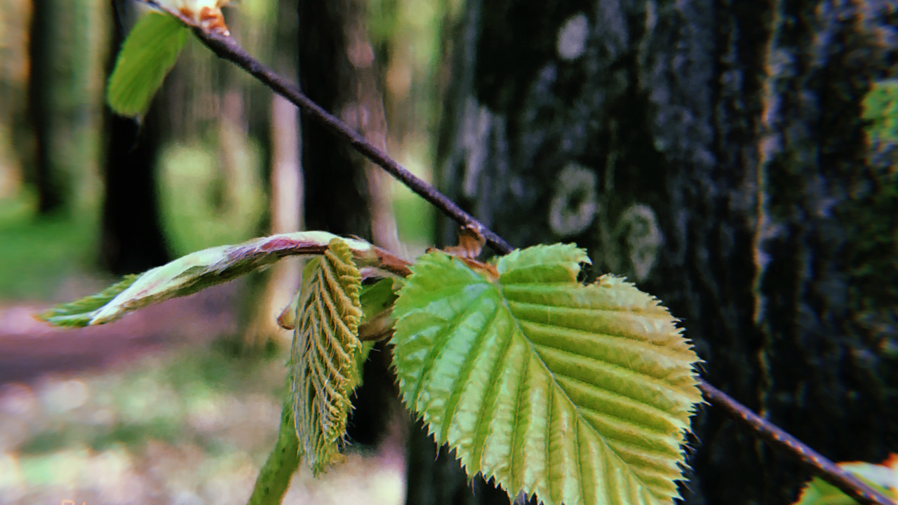 Blatt, Biome, Pflanzen-Stammzellen, Zweig, Vegetation. Wallpaper in 1280x720 Resolution