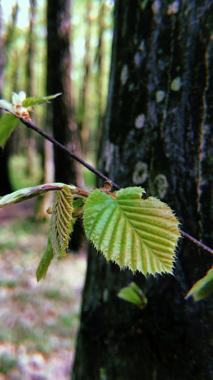 Blatt, Biome, Pflanzen-Stammzellen, Zweig, Vegetation. Wallpaper in 750x1334 Resolution