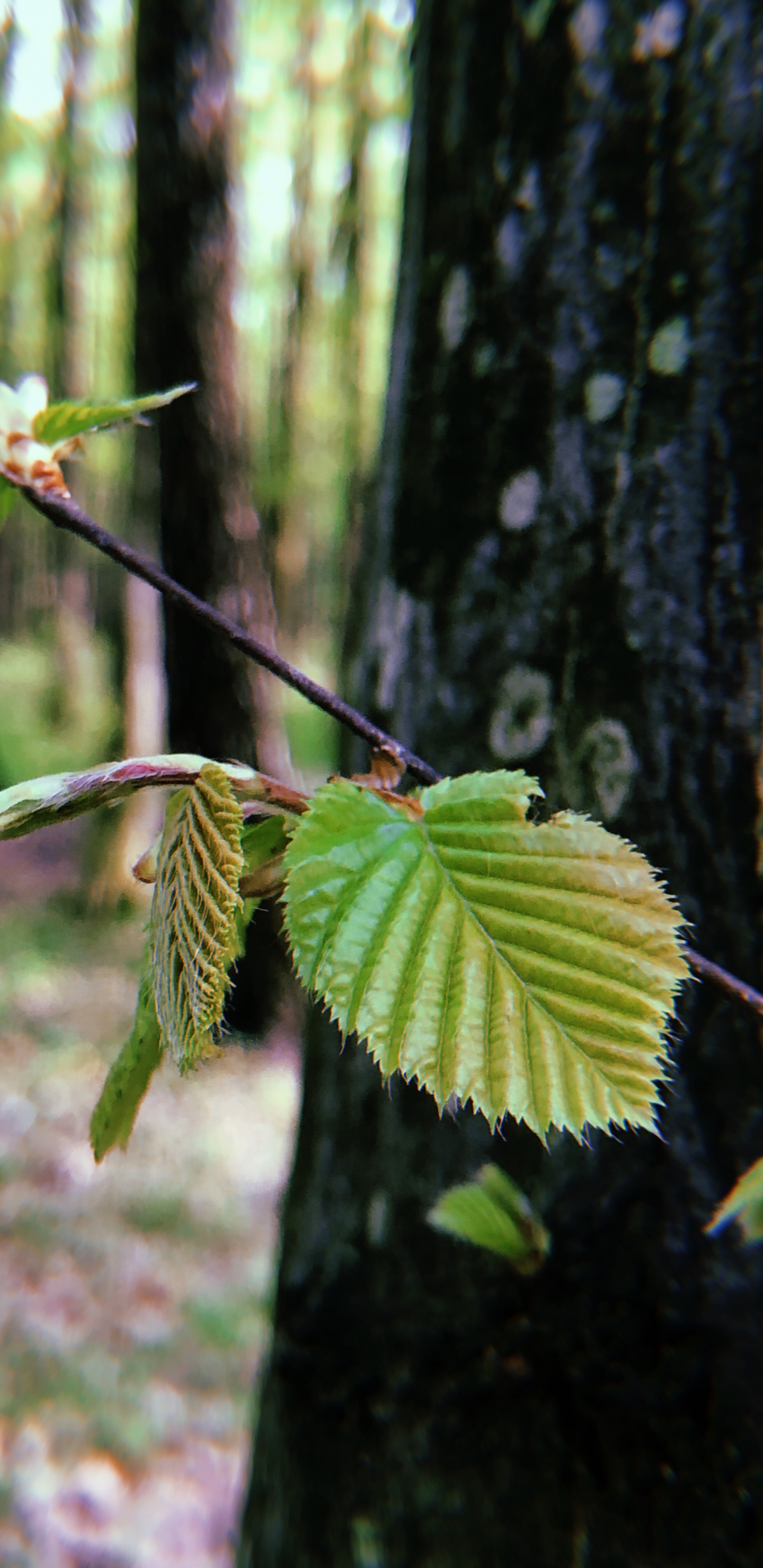 Leaf, Biome, Plant Stem, Twig, Vegetation. Wallpaper in 1440x2960 Resolution
