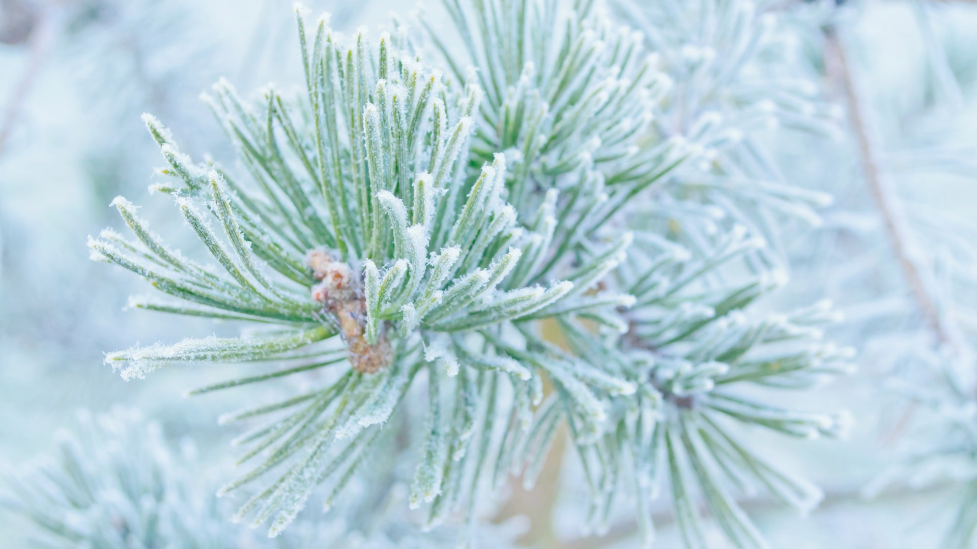 冬天, 冻结, 松的家庭, Fir, 云杉 壁纸 1920x1080 允许
