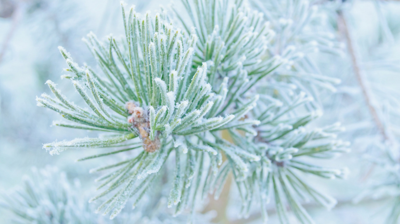 Green Plant With Water Droplets. Wallpaper in 1366x768 Resolution