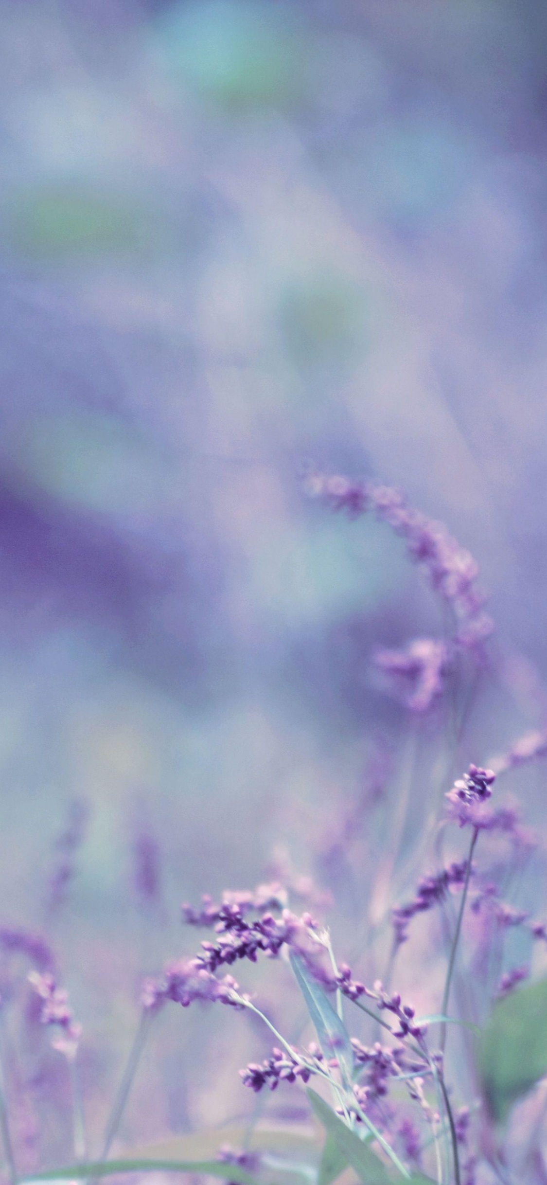 Lavanda, Naturaleza, Morado, Verde, Violeta. Wallpaper in 1125x2436 Resolution