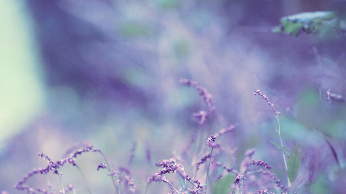 Lavanda, Naturaleza, Morado, Verde, Violeta. Wallpaper in 1366x768 Resolution