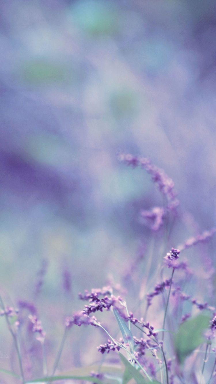 Lavendel, Natur, Purpur, Gr, Veilchen. Wallpaper in 750x1334 Resolution